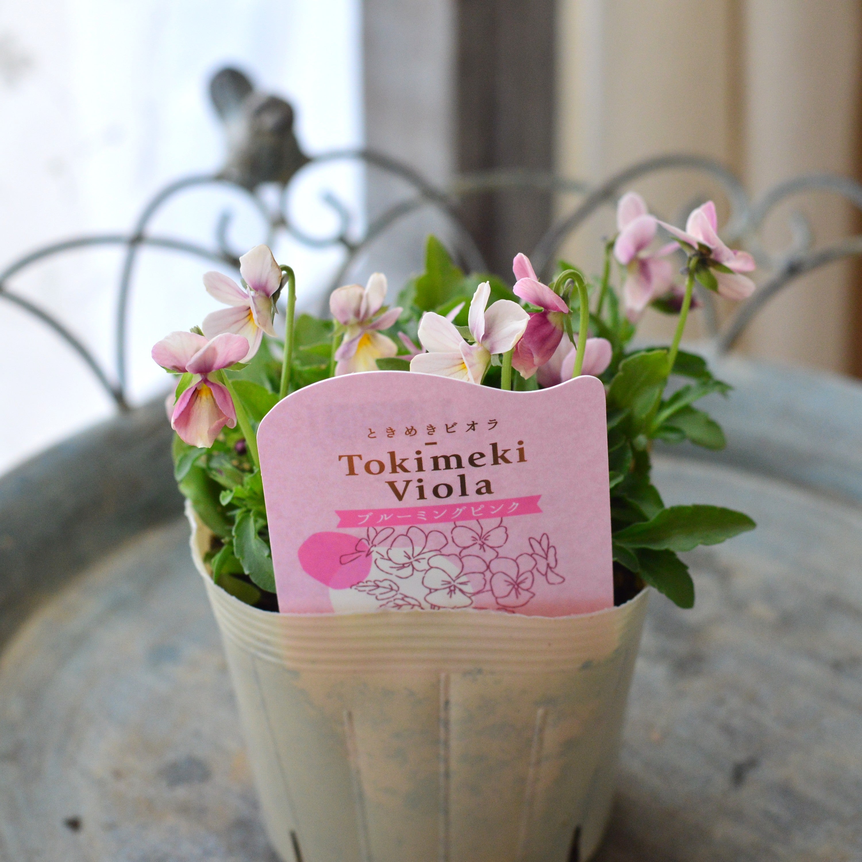 【希少】 ときめきビオラ 『ブルーミングピンク』 3.5寸POT