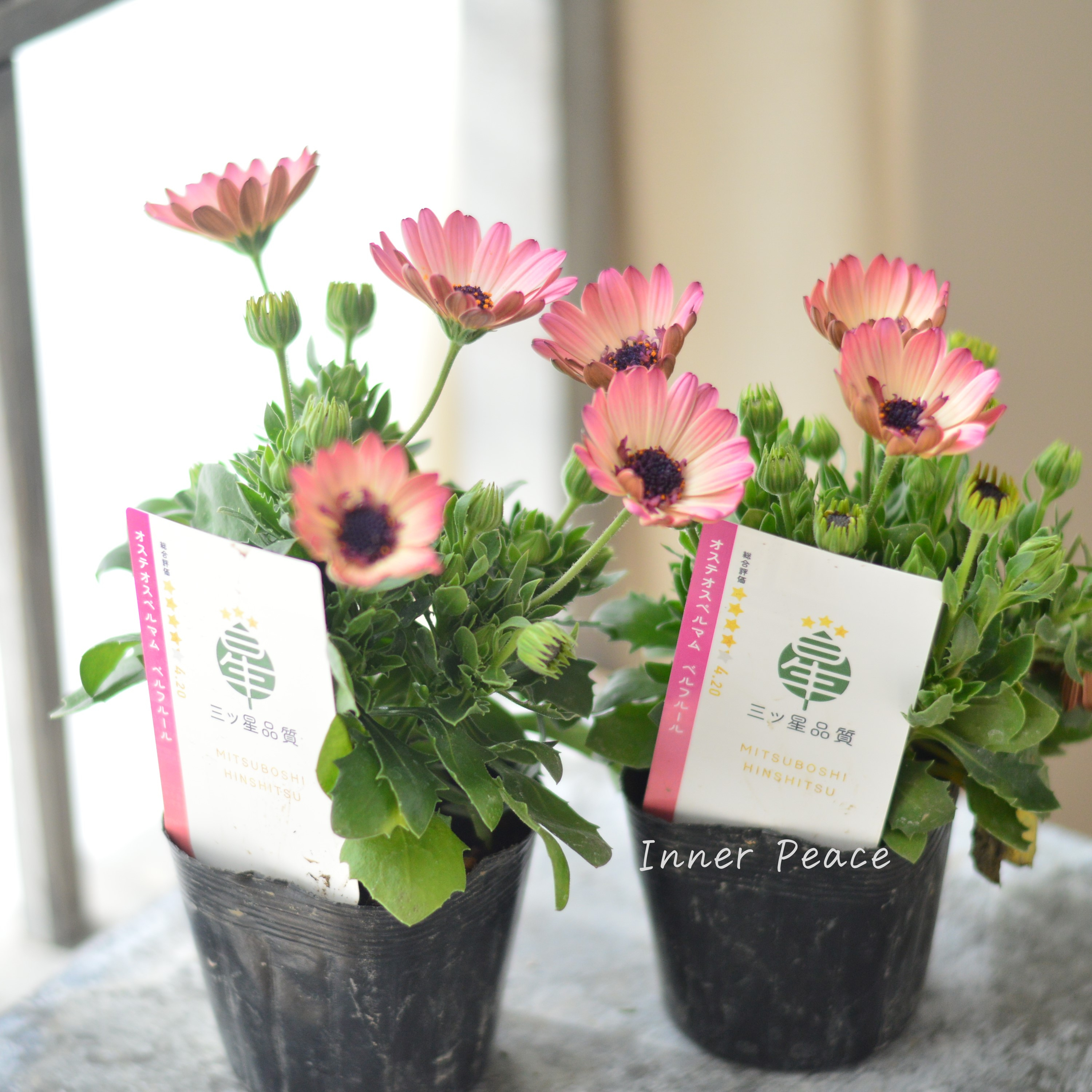 【大人かわいい】 オステオスペルマム 『ベルフルール・A』 3.5寸POT