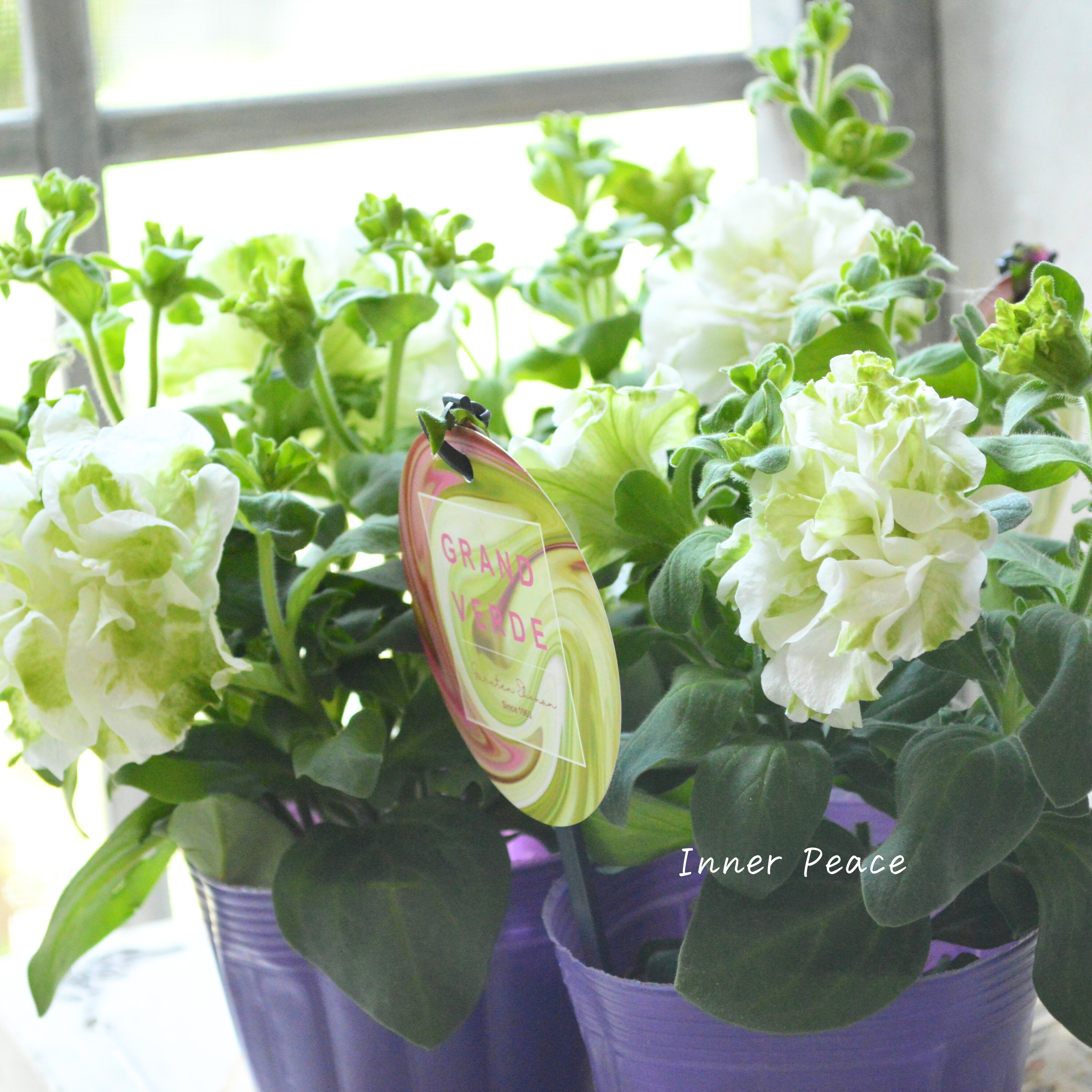 【ガルテン湘南さん】 ペチュニア 『湘南マルモ・ヴェルデ』 3.5寸POT