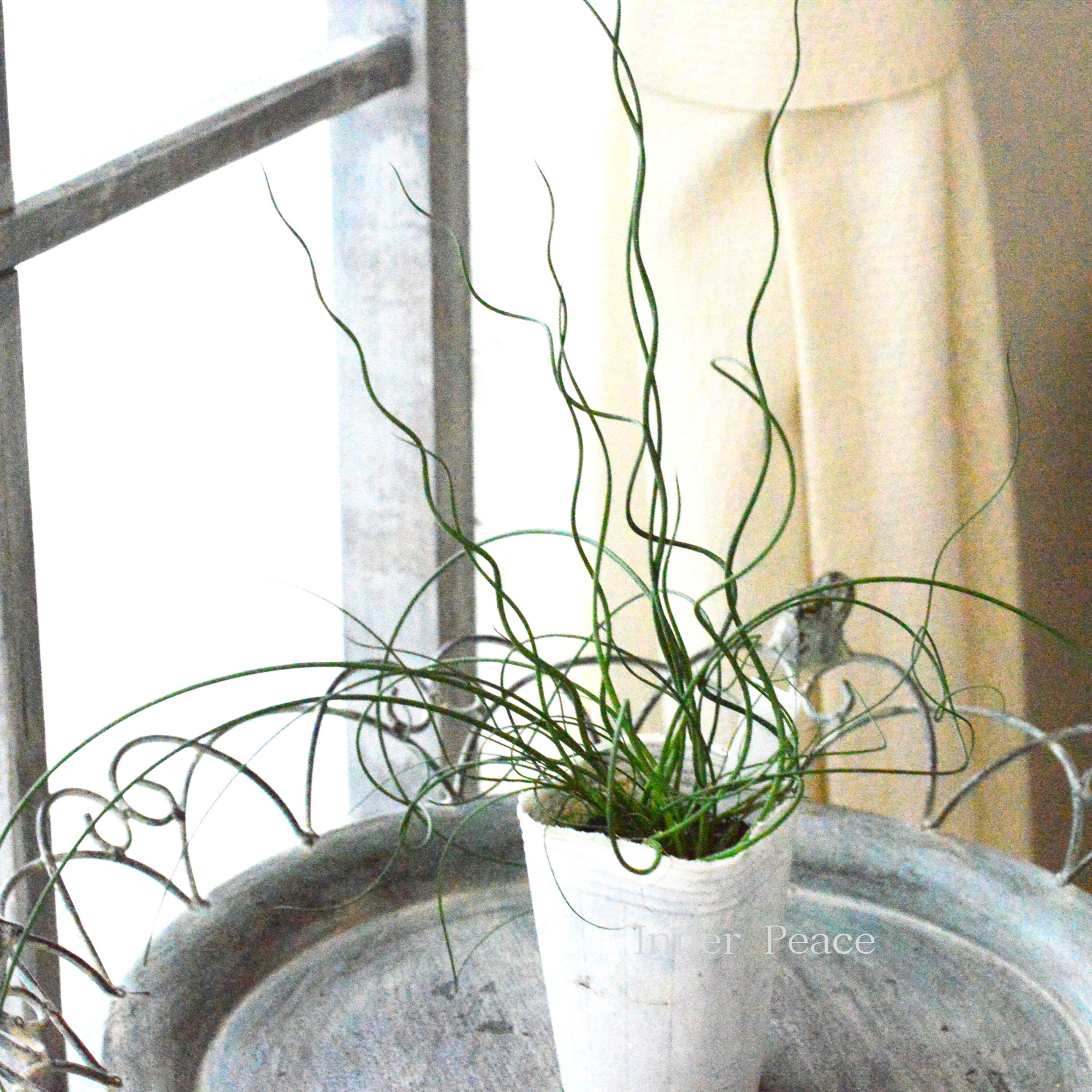 【個性的】 ラセンイ 3寸POT