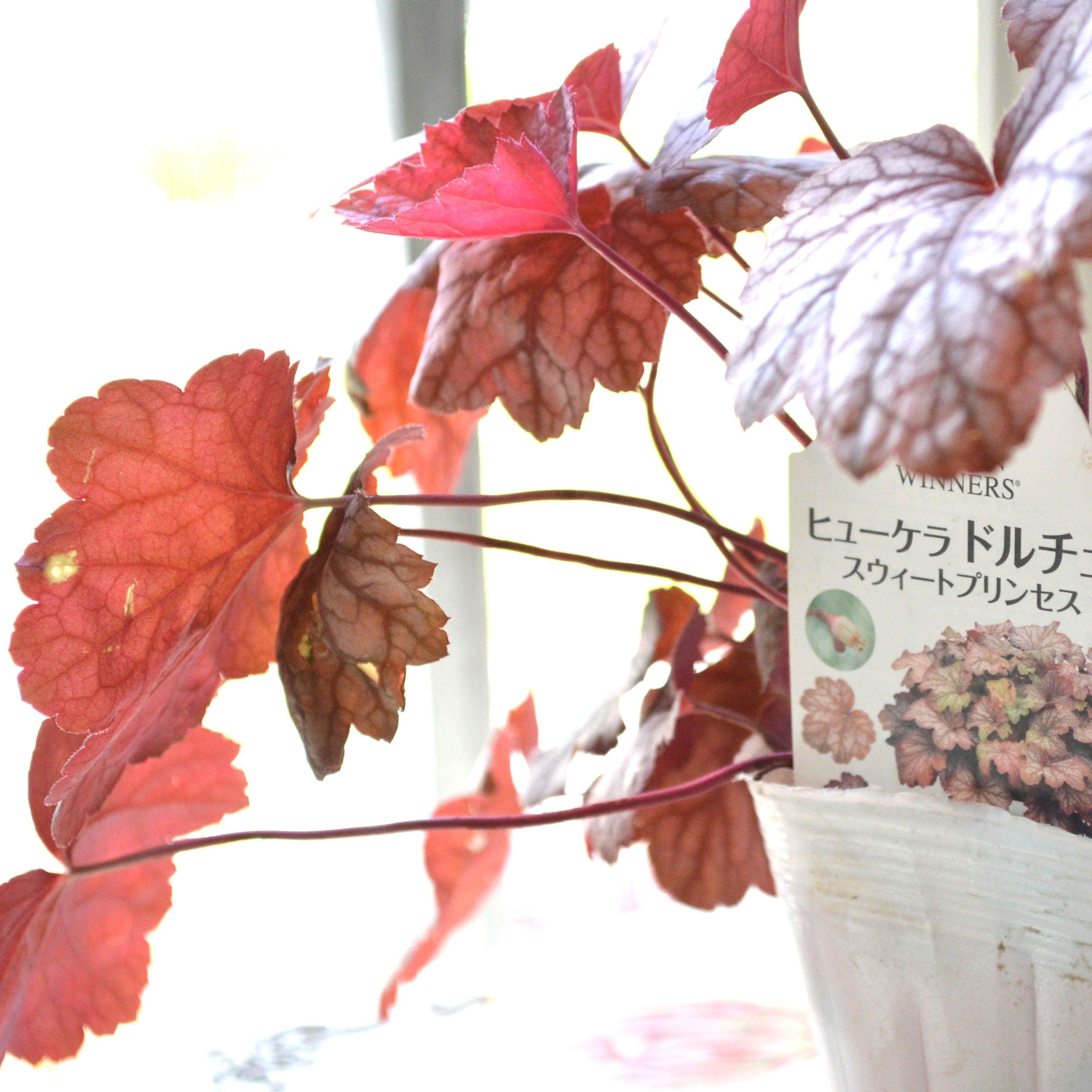 【PW】 ヒューケラ ドルチェ 『スウィートプリンセス』 3寸POT