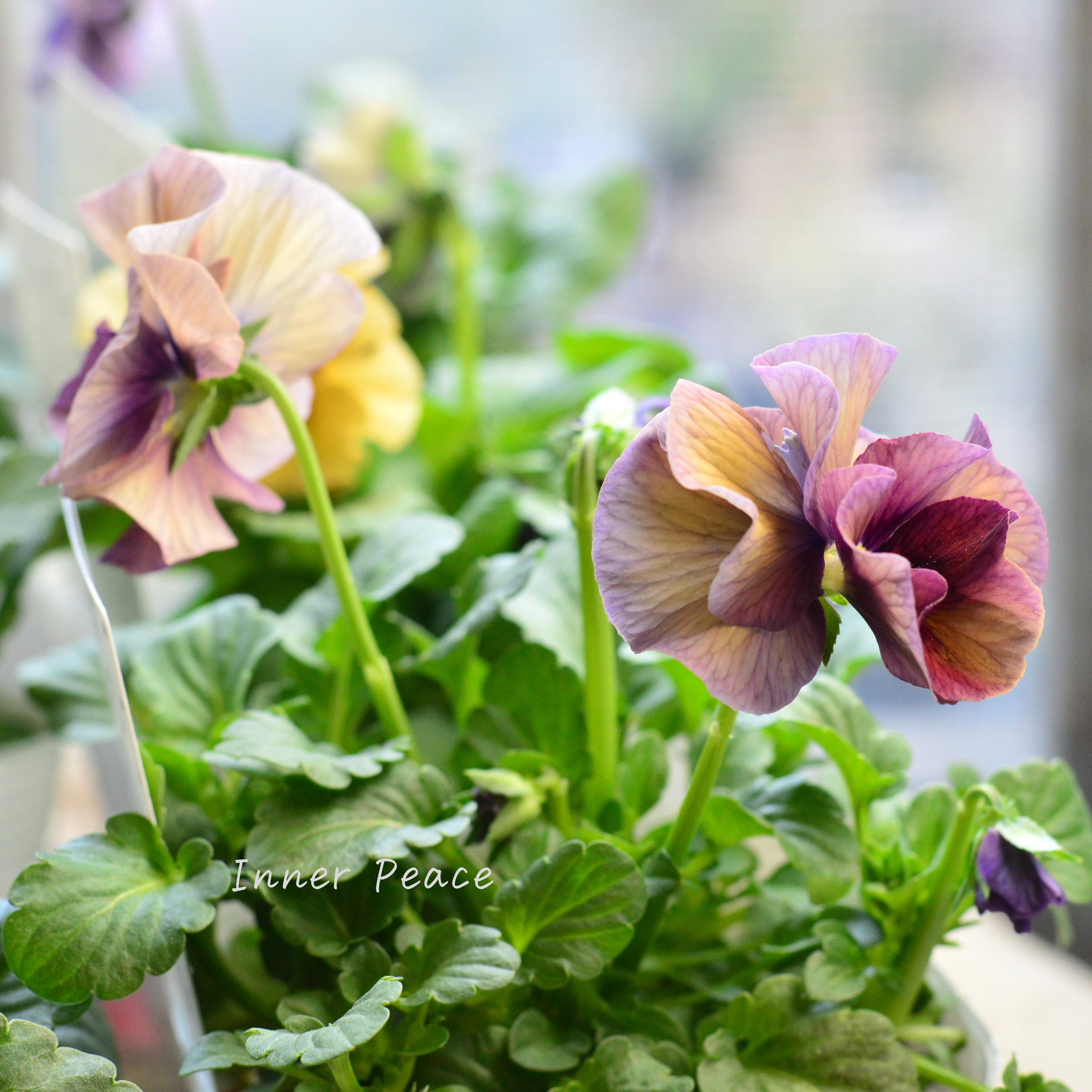 【八重咲き】 北島園芸さんの試作品ビオラ 『ふんわりフリル(仮)』 3.5寸POT