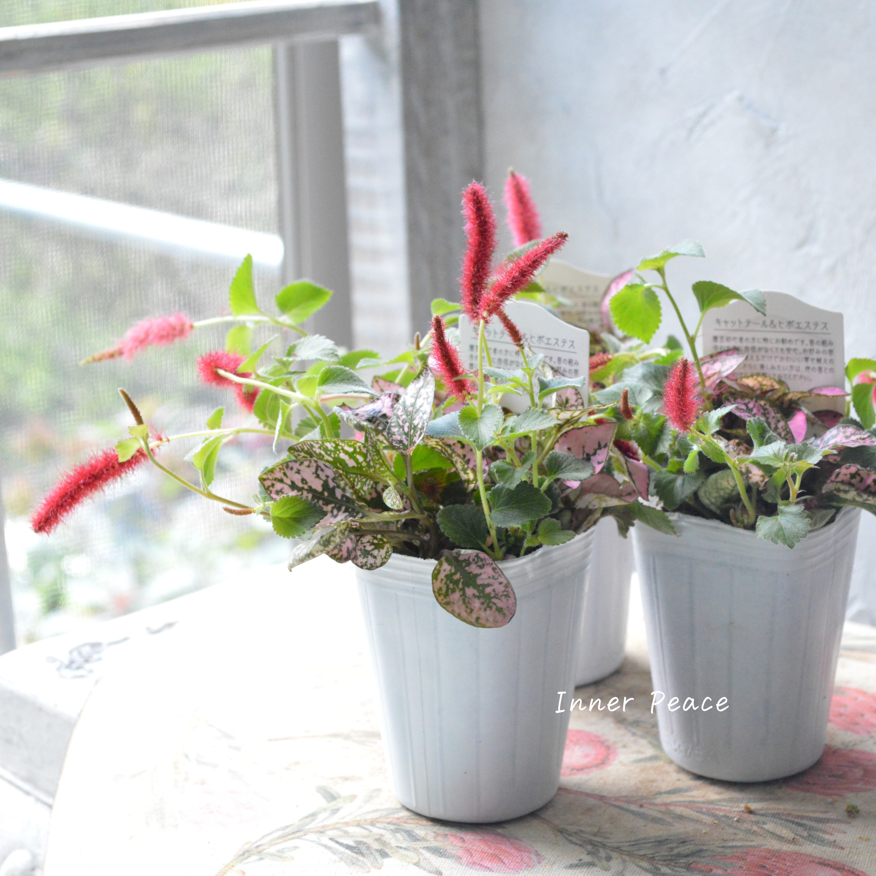 【寄せ植えに】 ヒポキャット(ヒポエステスピンク+キャッツテール) 2.5寸ロングPOT