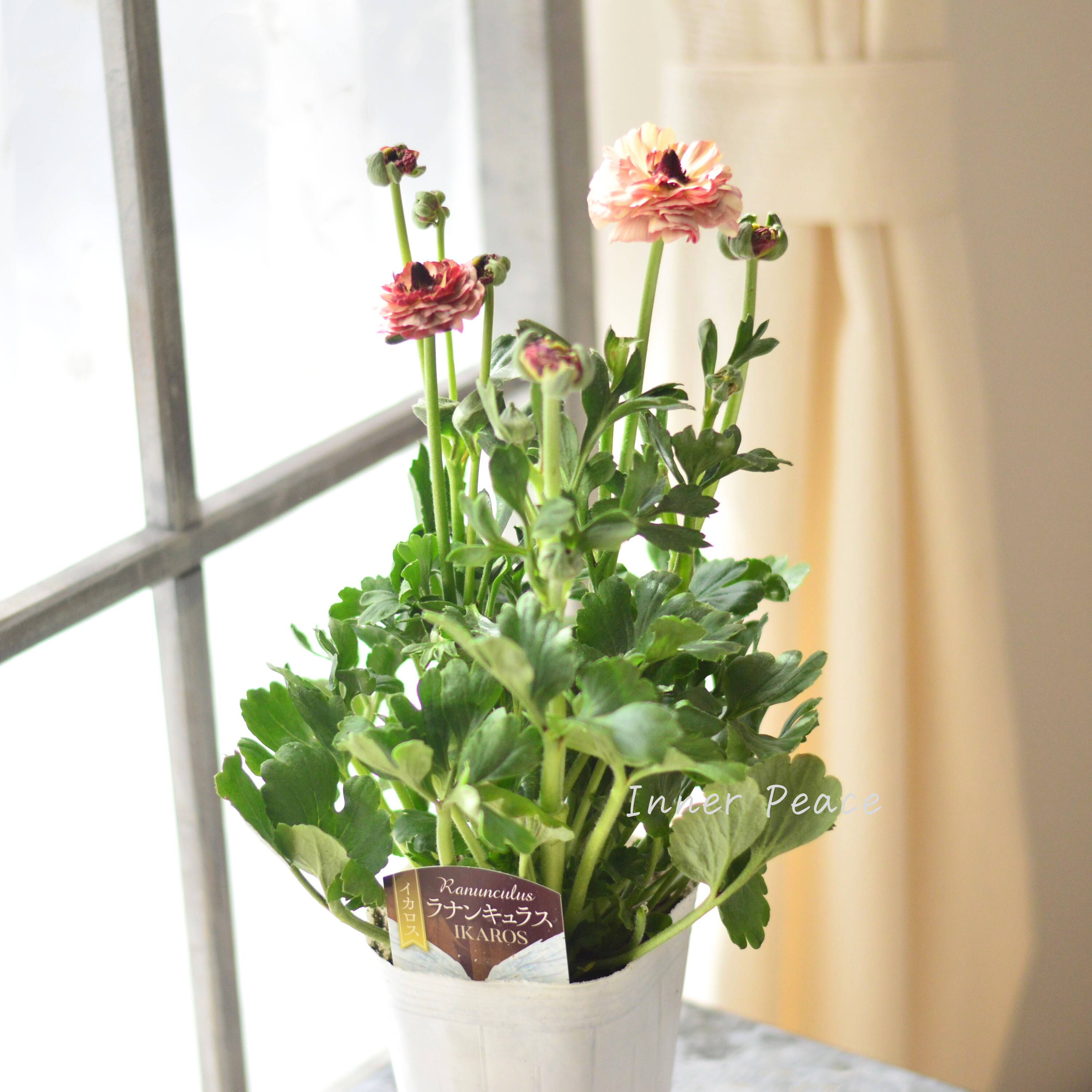 【綾園芸さん育種】 ラナンキュラス 『イカロス・アンティーク系』 4寸ロングPOT