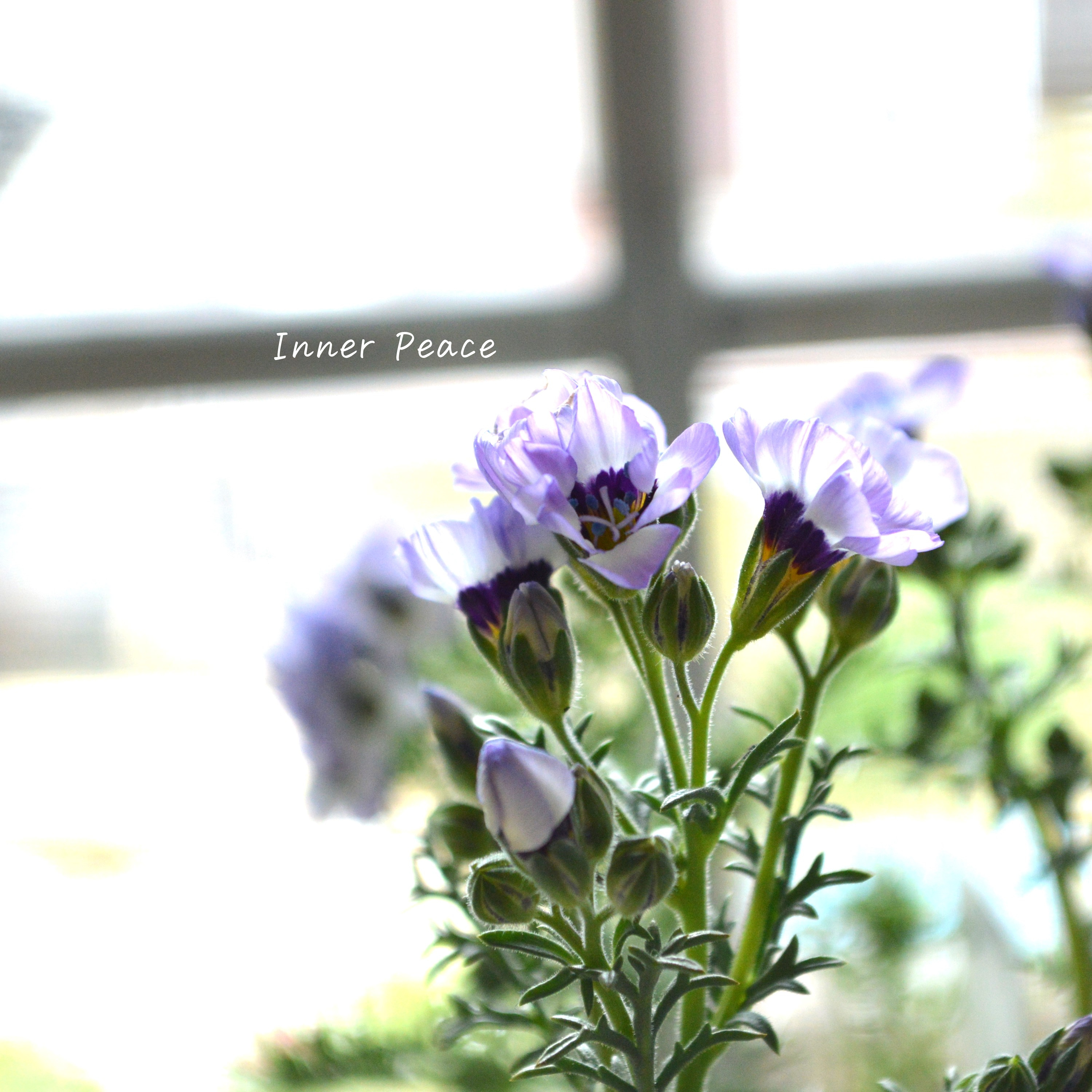 【美しい】 ギリア 『トリコロール』 3寸POT