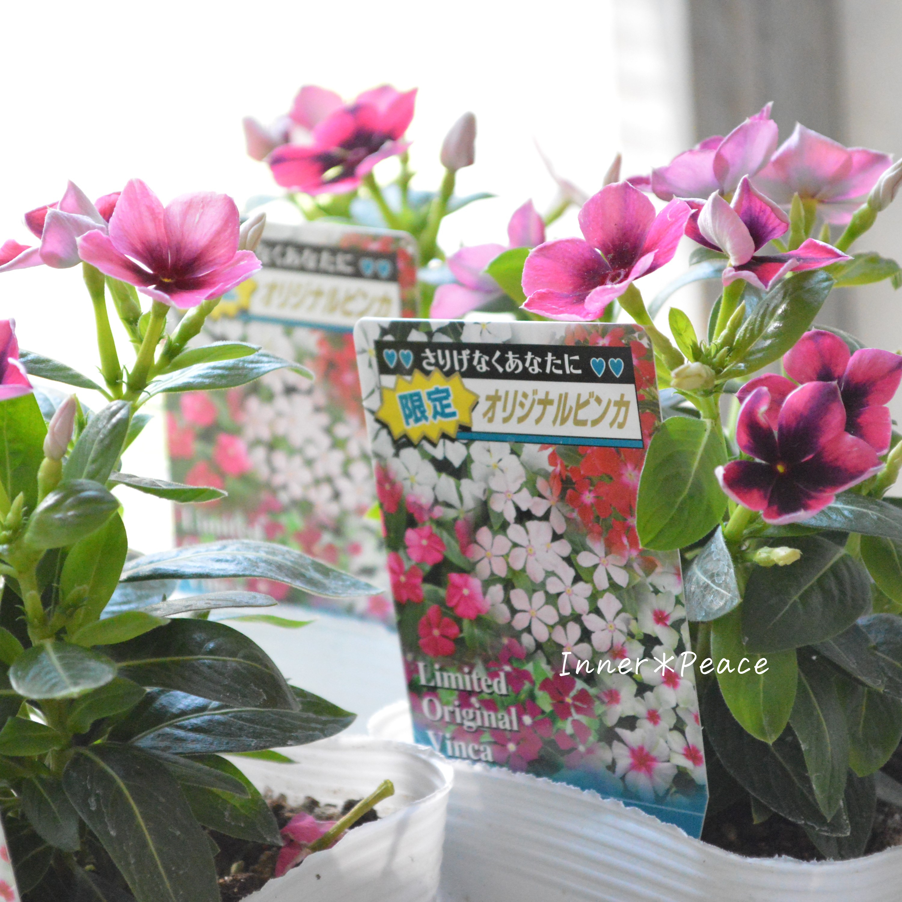 【北島園芸さん】 ニチニチソウ 『いちご風車ストライプ』 3.5寸POT