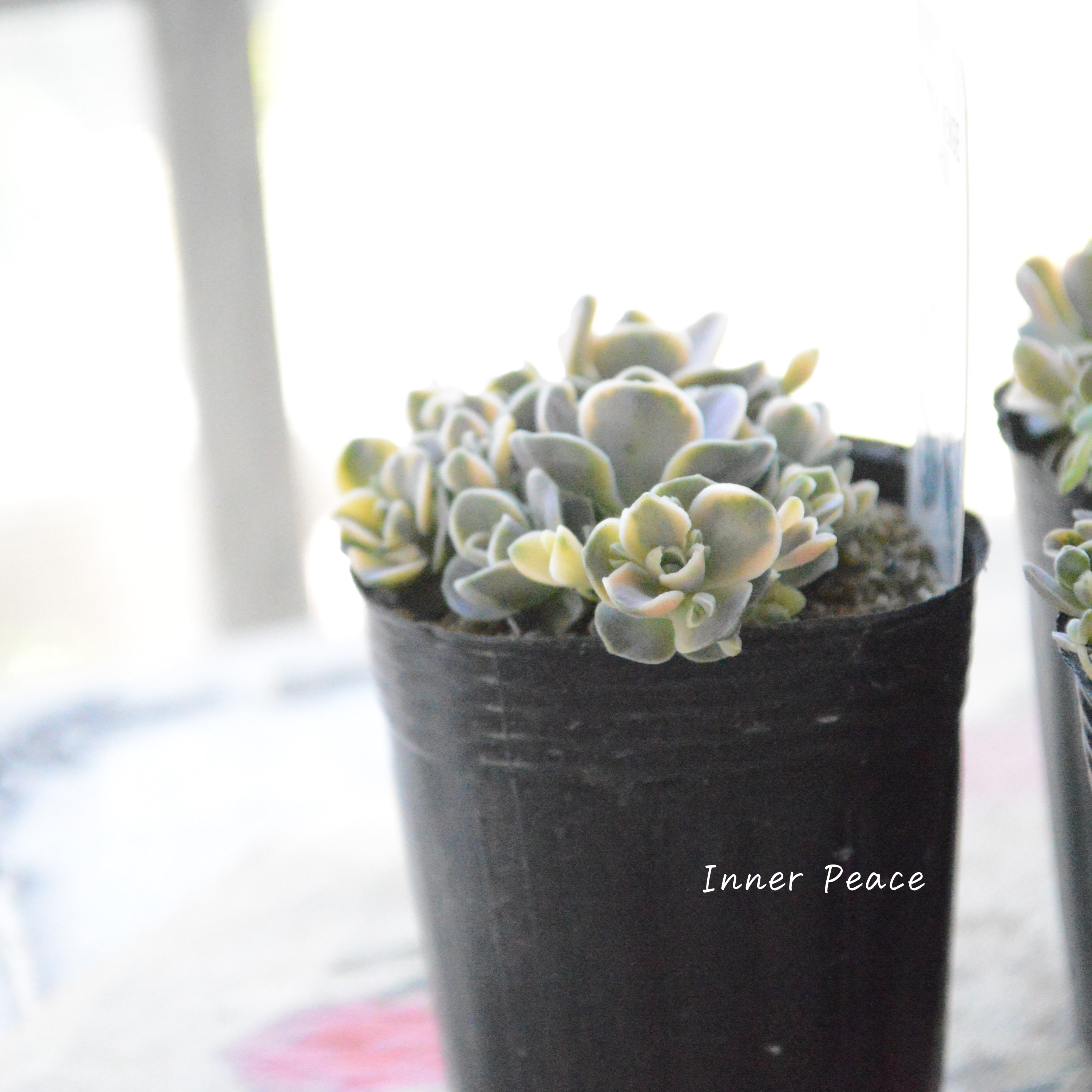 【希少】 子持ち蓮華錦(コモチレンゲ) 2寸POT