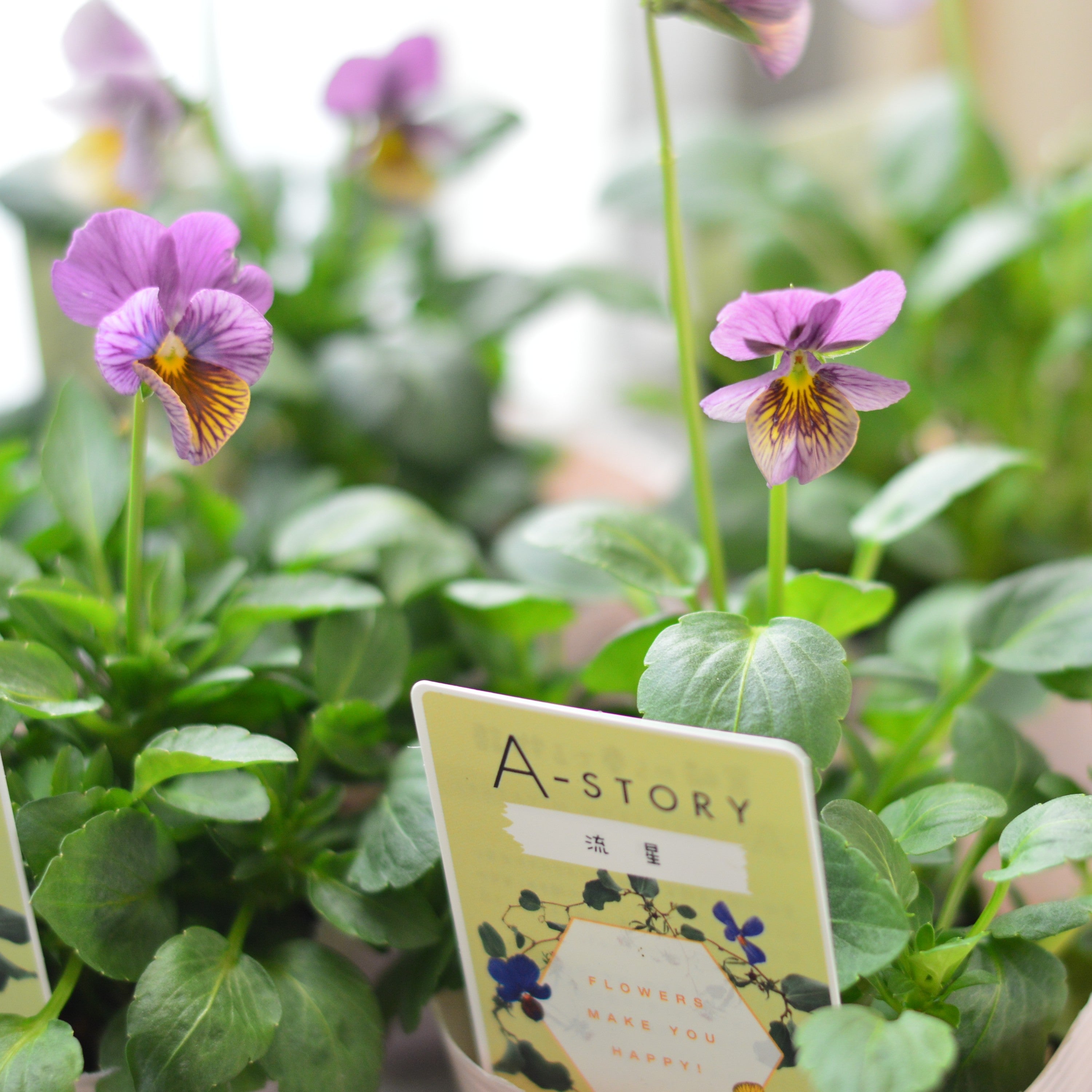 【石村あさみさん育種】 ビオラ 『A-STORY・流星 ピンク系』 3.5寸POT