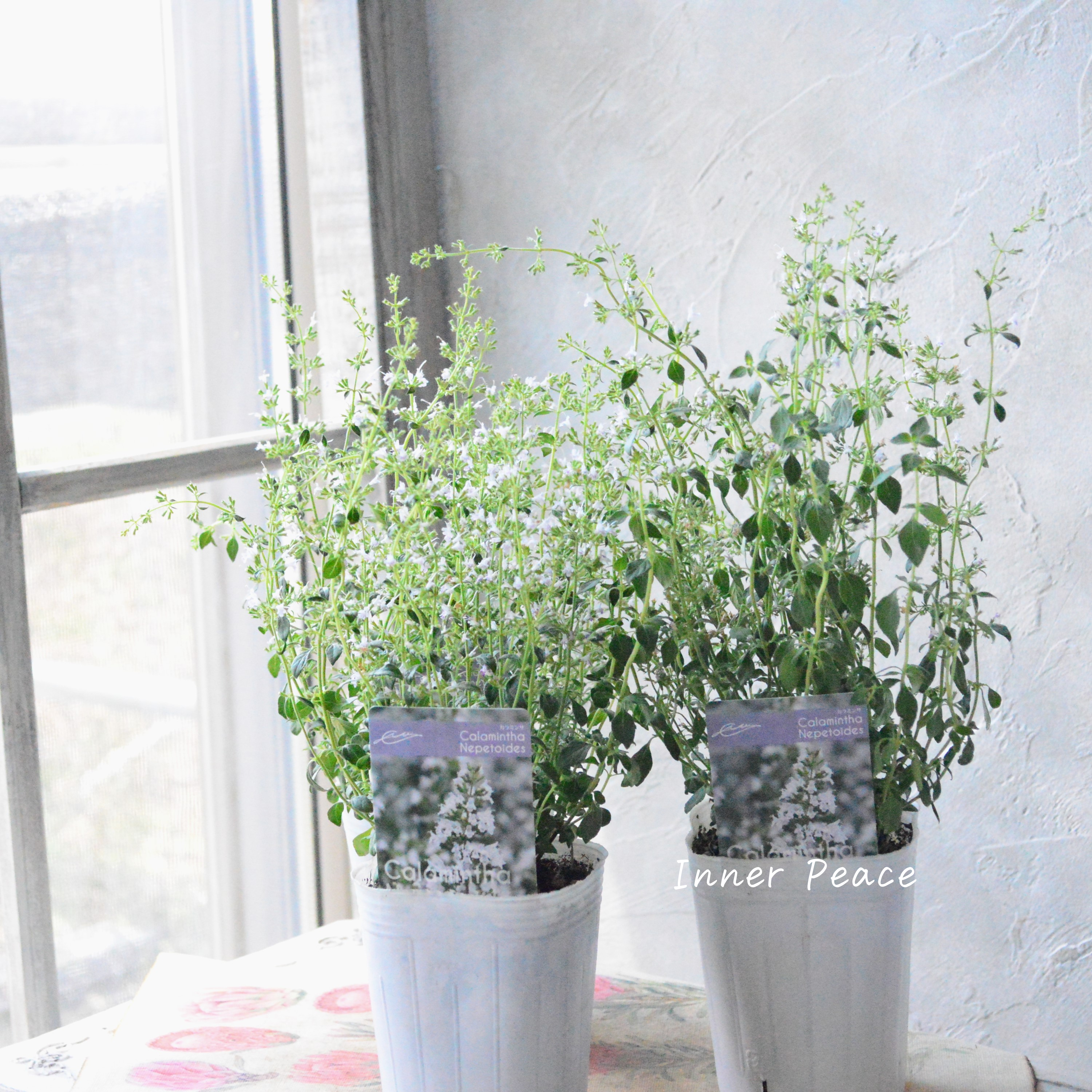 【宿根】 カラミンサ 3寸ロングPOT