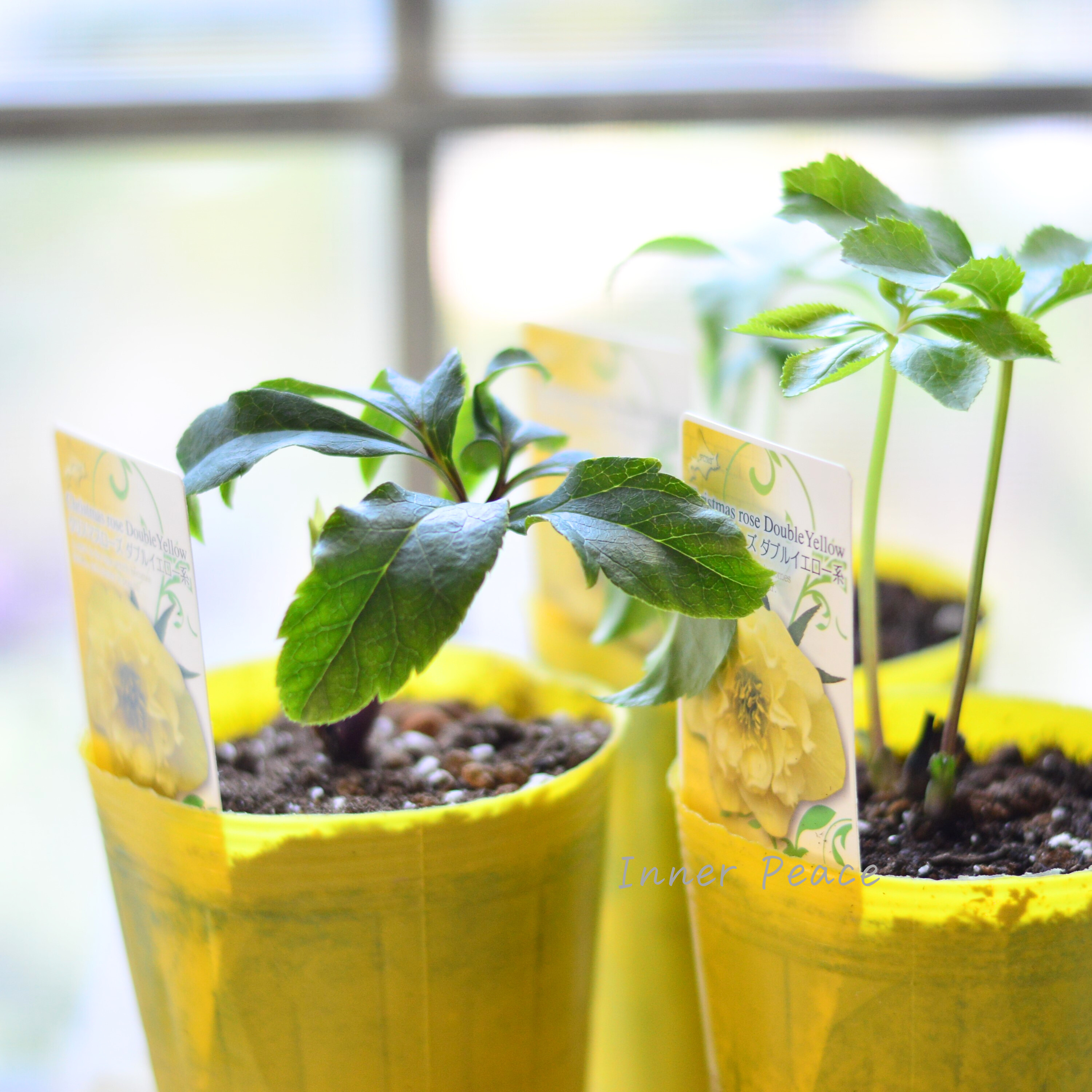 【八重咲き】 クリスマスローズ 『ダブルイエロー系』 3.5寸ロングPOT