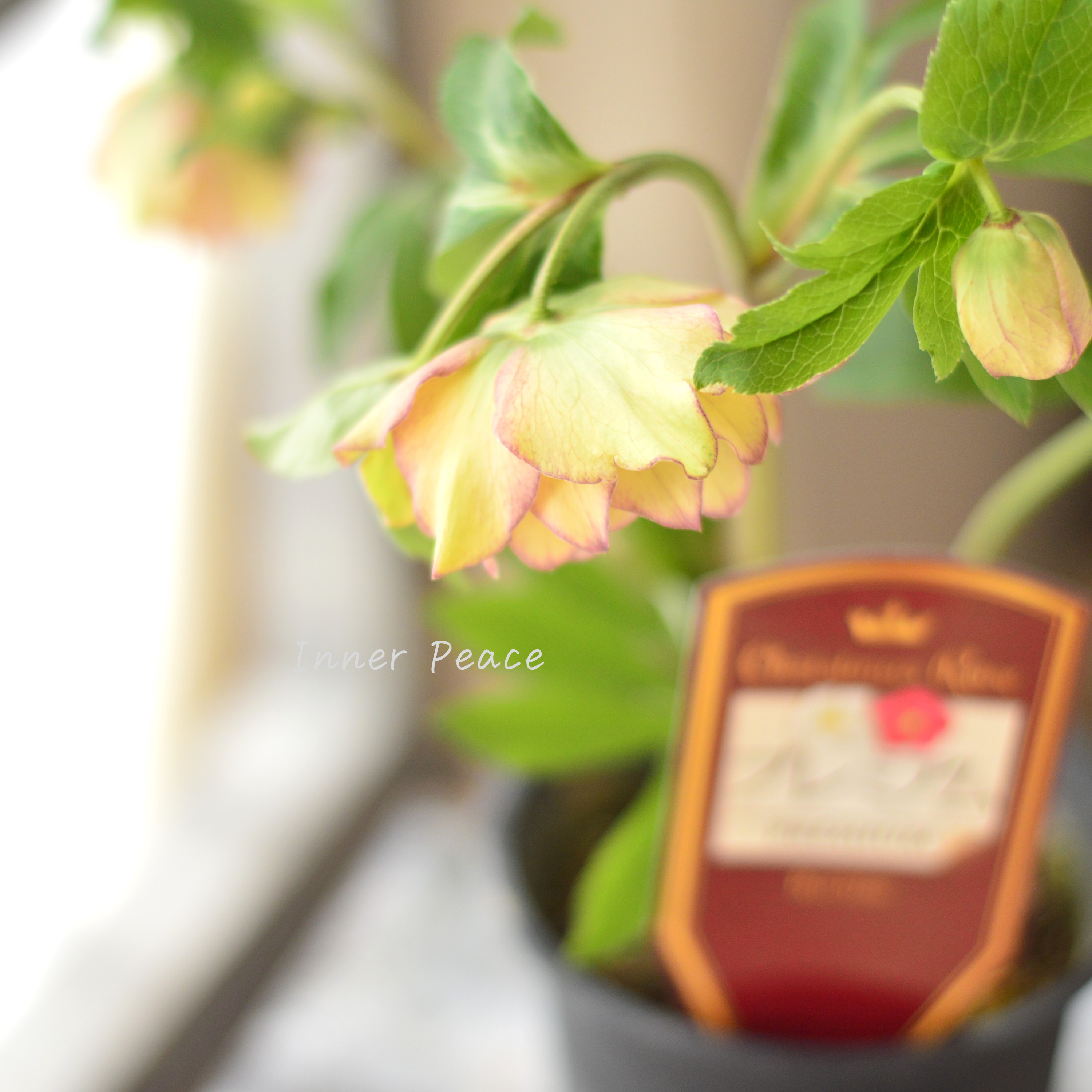 【希少】 吉瀬園芸さんのクリスマスローズ 『プレミアム・ダブル D』 4寸鉢