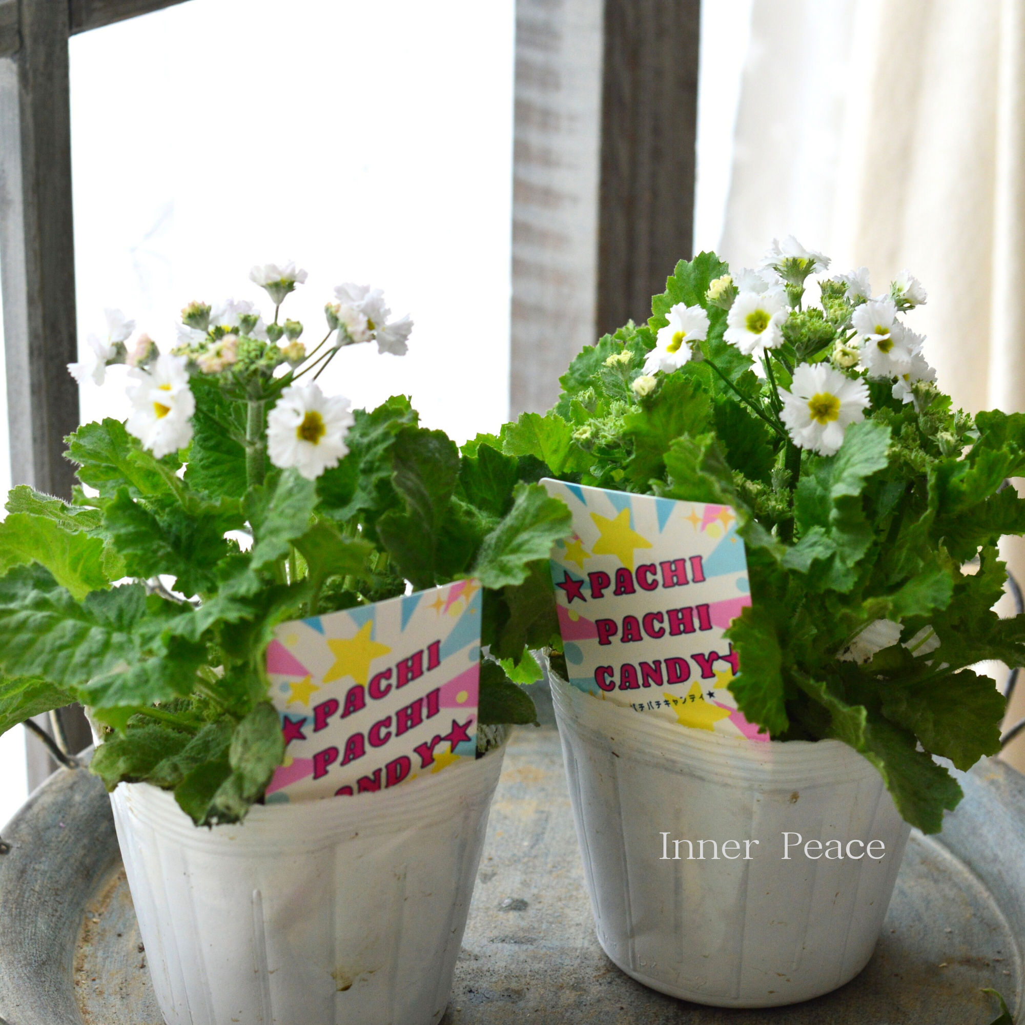 【北島園芸さん】 プリムラ マラコイデス 『パチパチキャンディ・ホワイト系』 3.5寸POT