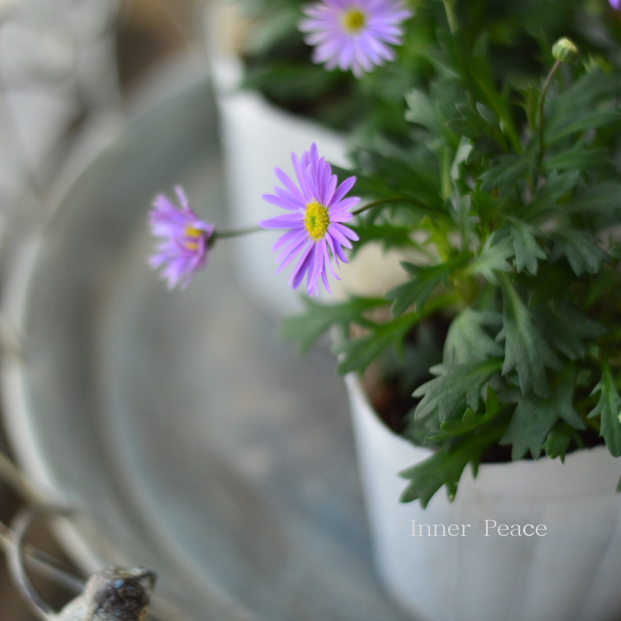 【かわいい】 ブラキカム 『フレスコ・パープル』 3~3.5寸POT