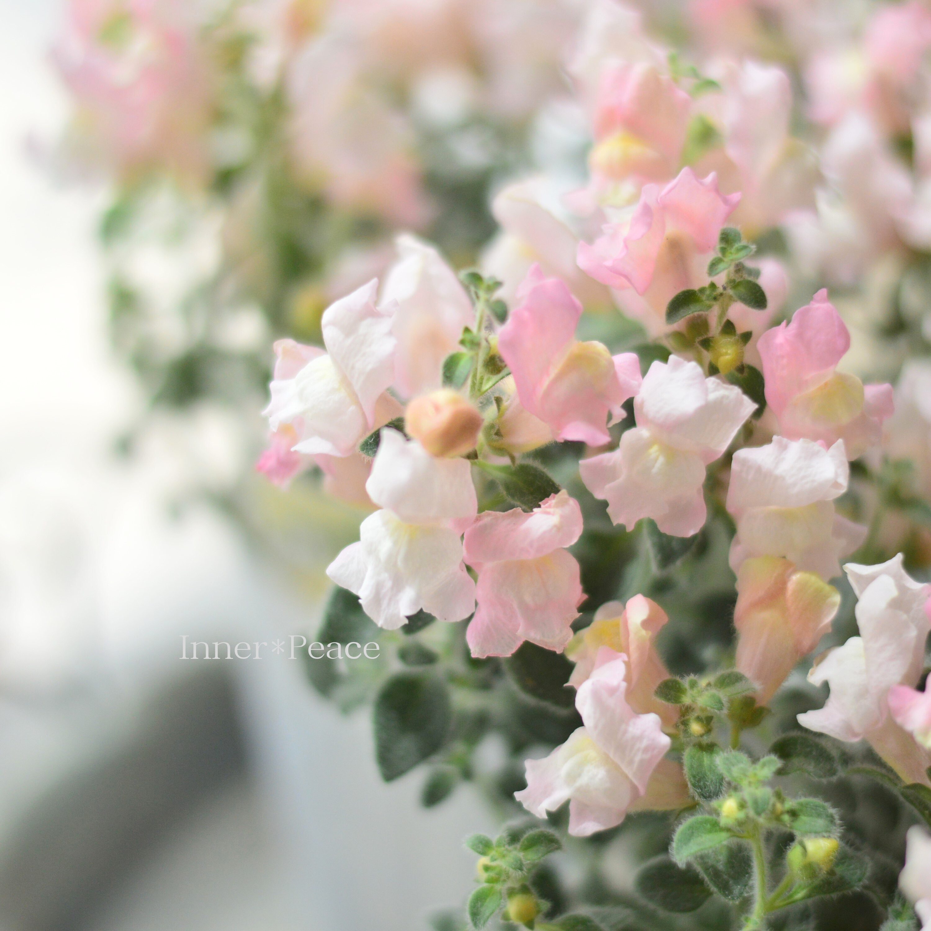 【シルバーリーフ】 キンギョソウ 『スイートピンク』 3寸POT