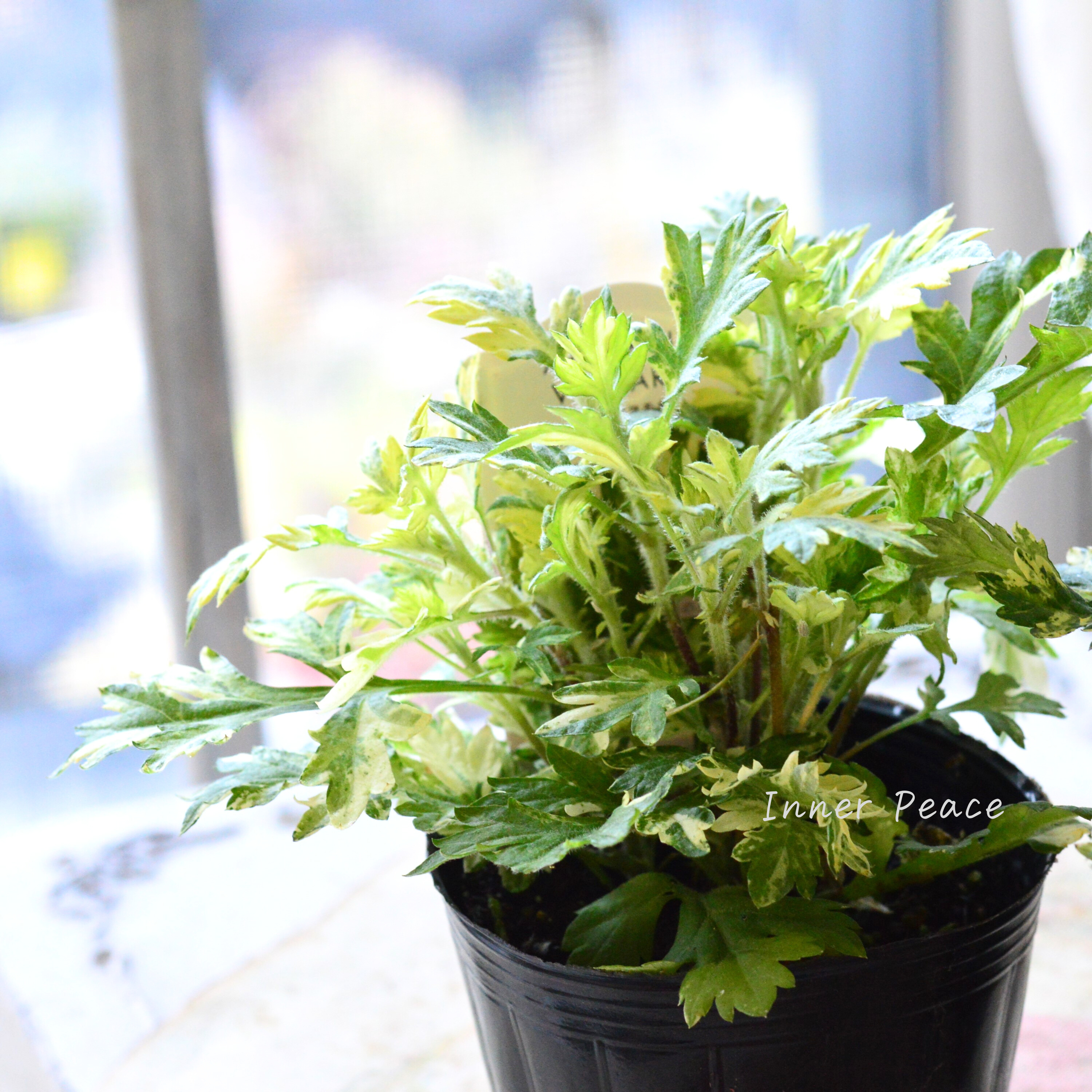 【斑入り】 アルテミシア・ブルガリス(オウシュウヨモギ) 3寸POT