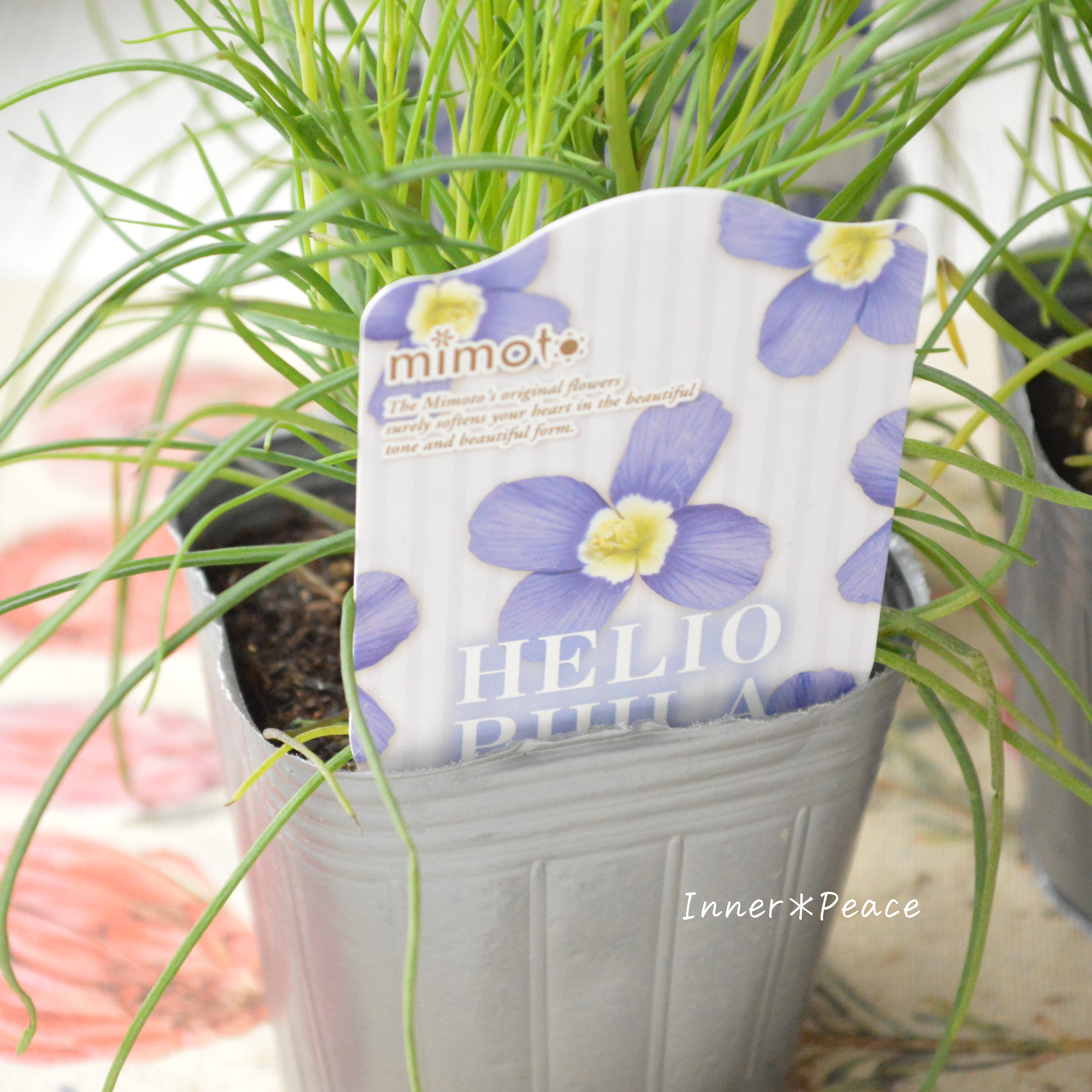 【見元園芸さん】 ヘリオフィラ 『ブルーインパルス』 3寸POT