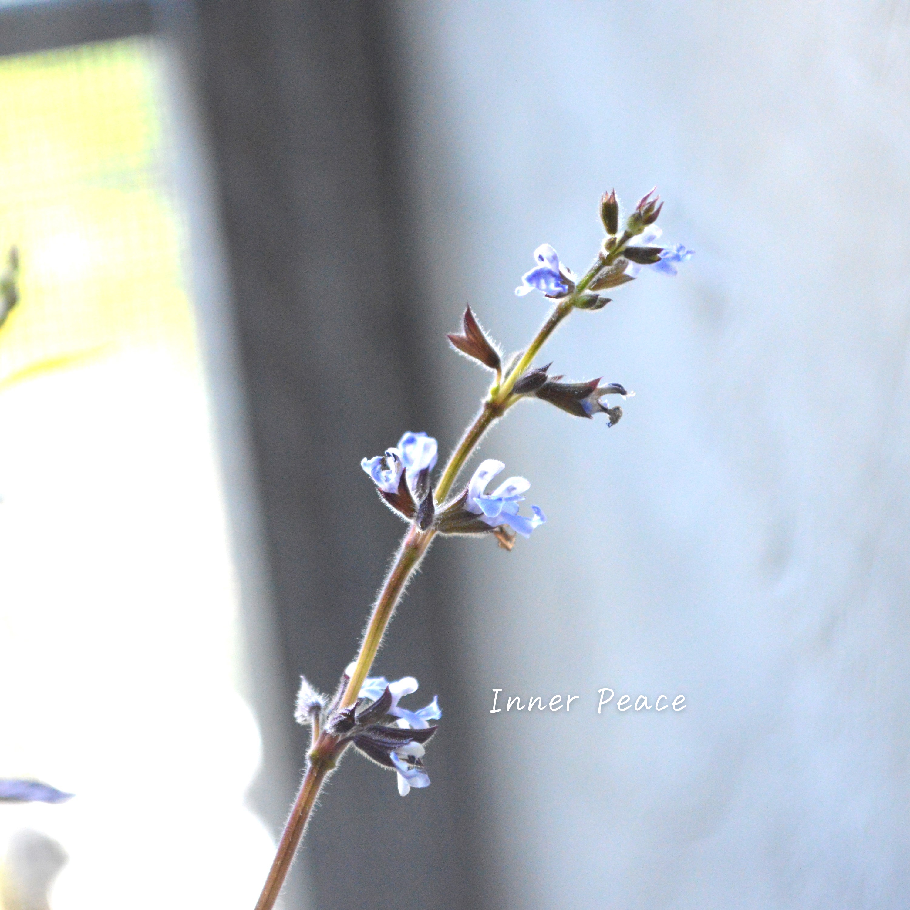 【宿根】 サルビア 『コスミックブルー』 3寸POT