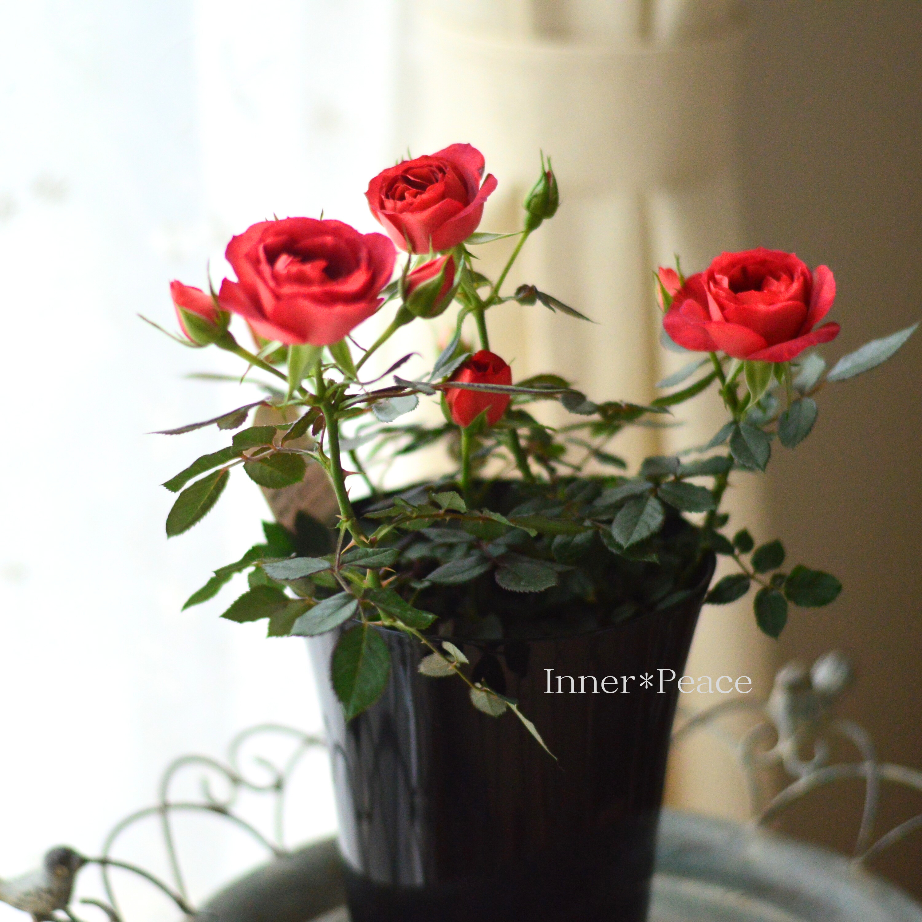 【美しい】ミニ薔薇 『コーヒーオベーション』 5寸鉢