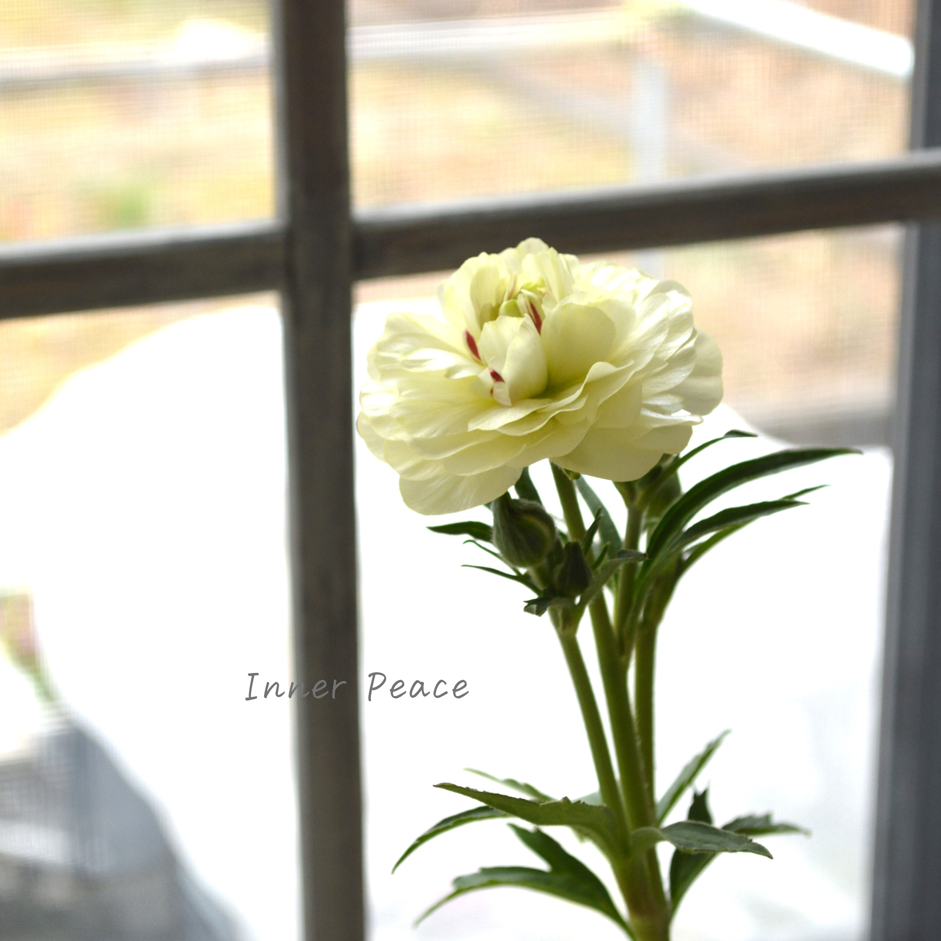 【美しい】 ラナンキュラス・ラックス 『ニノス』 4寸POT