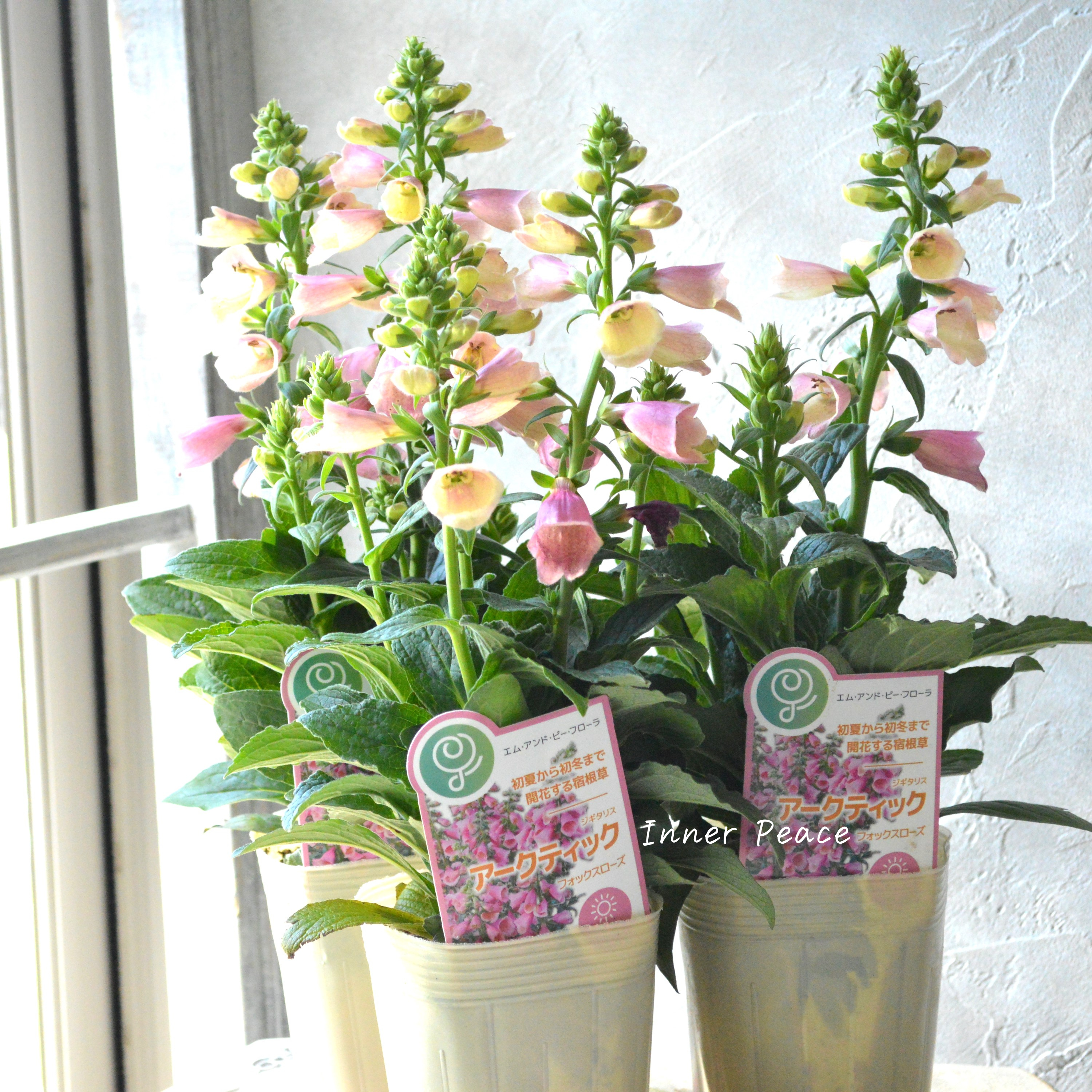 【開花期が長い】 ジギタリス 『アークティック・フォックスローズ』 3.5寸ロングPOT