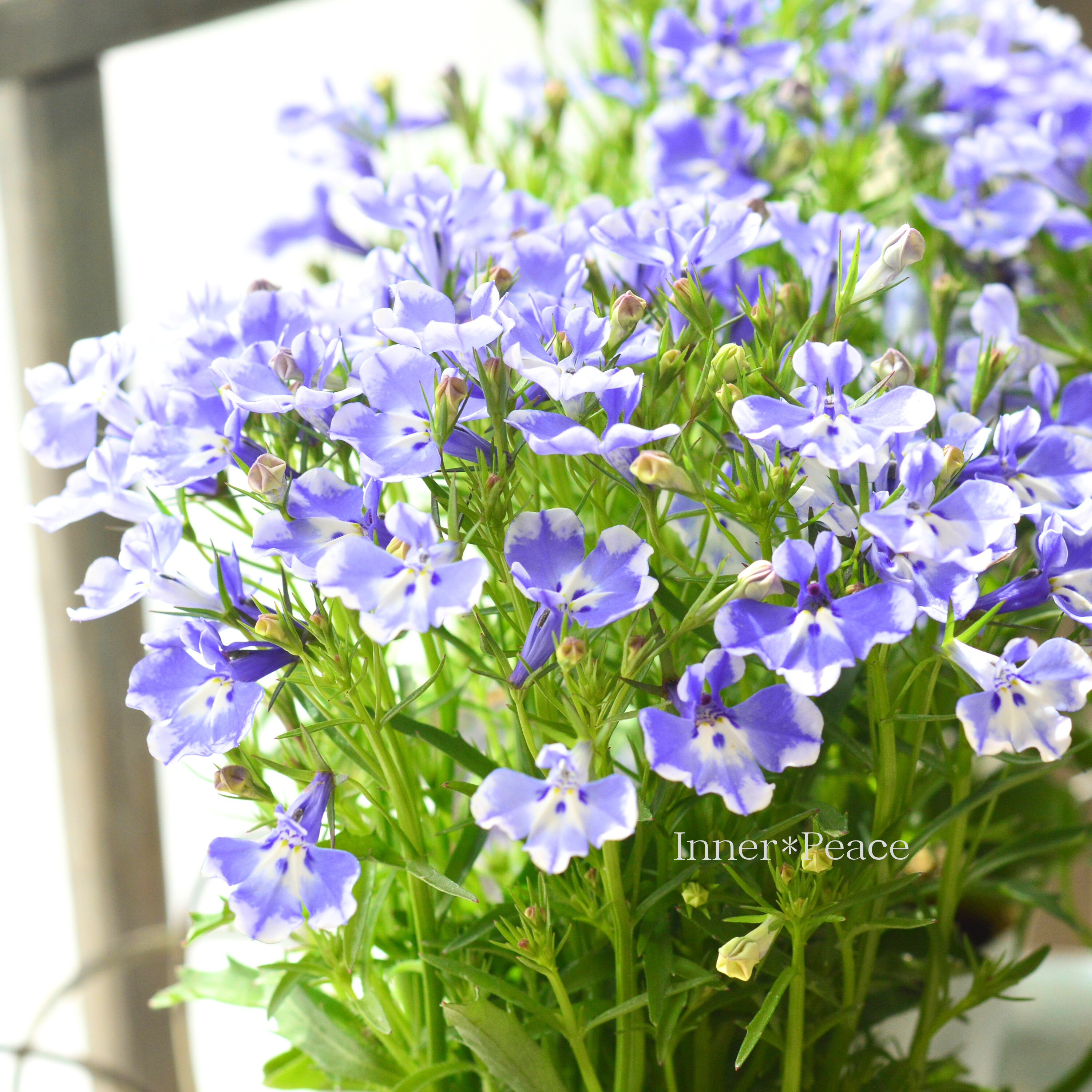 【栄養系】 ロベリア 『レオン・ブルースプラッシュ』 3寸~3.5寸POT