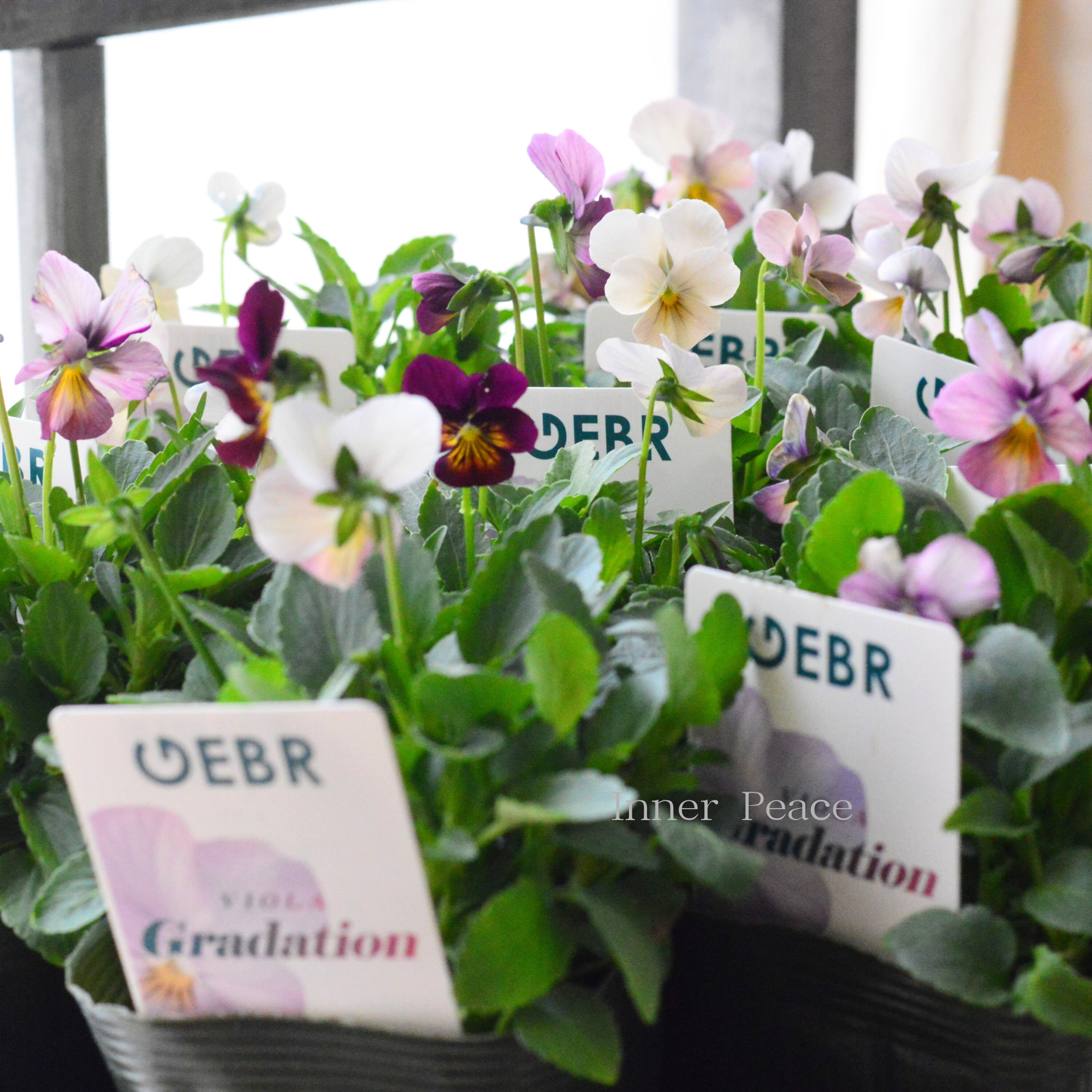 【ゲブラさん】 ビオラ 『グラデーション』 3.5寸POT