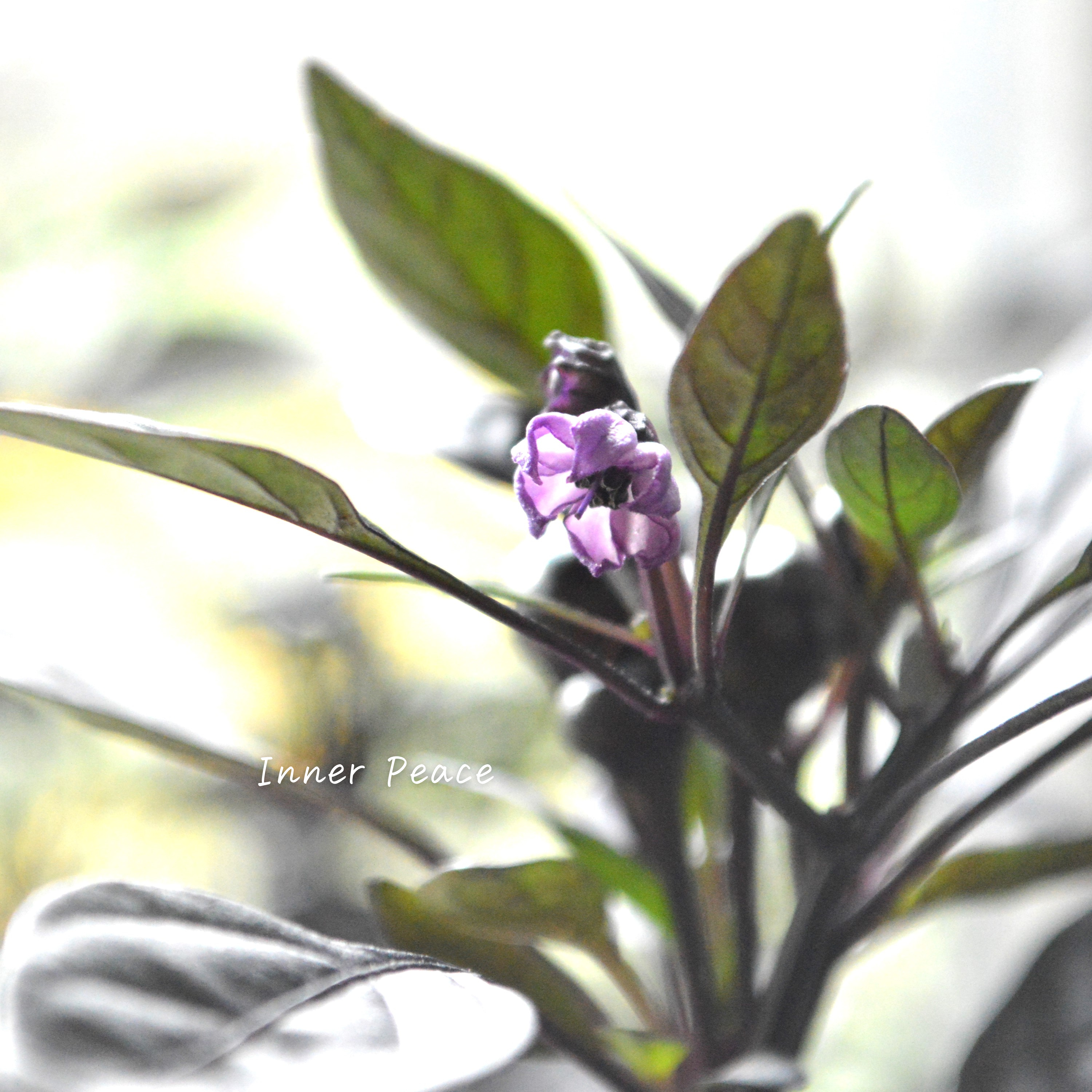 【暑さに強い】 トウガラシ 『オニキスレッド』 3寸POT