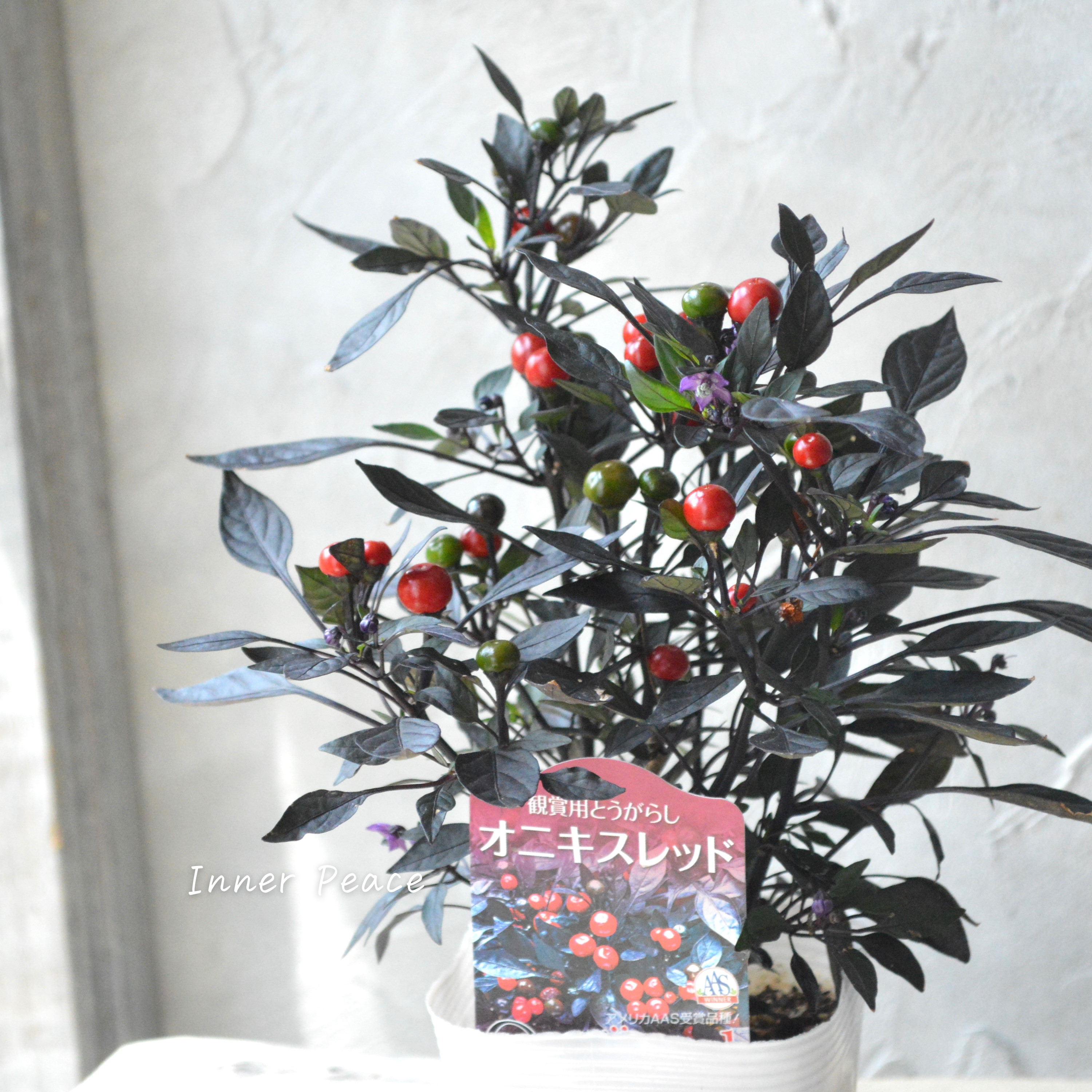 【暑さに強い】 トウガラシ 『オニキスレッド』 3寸POT