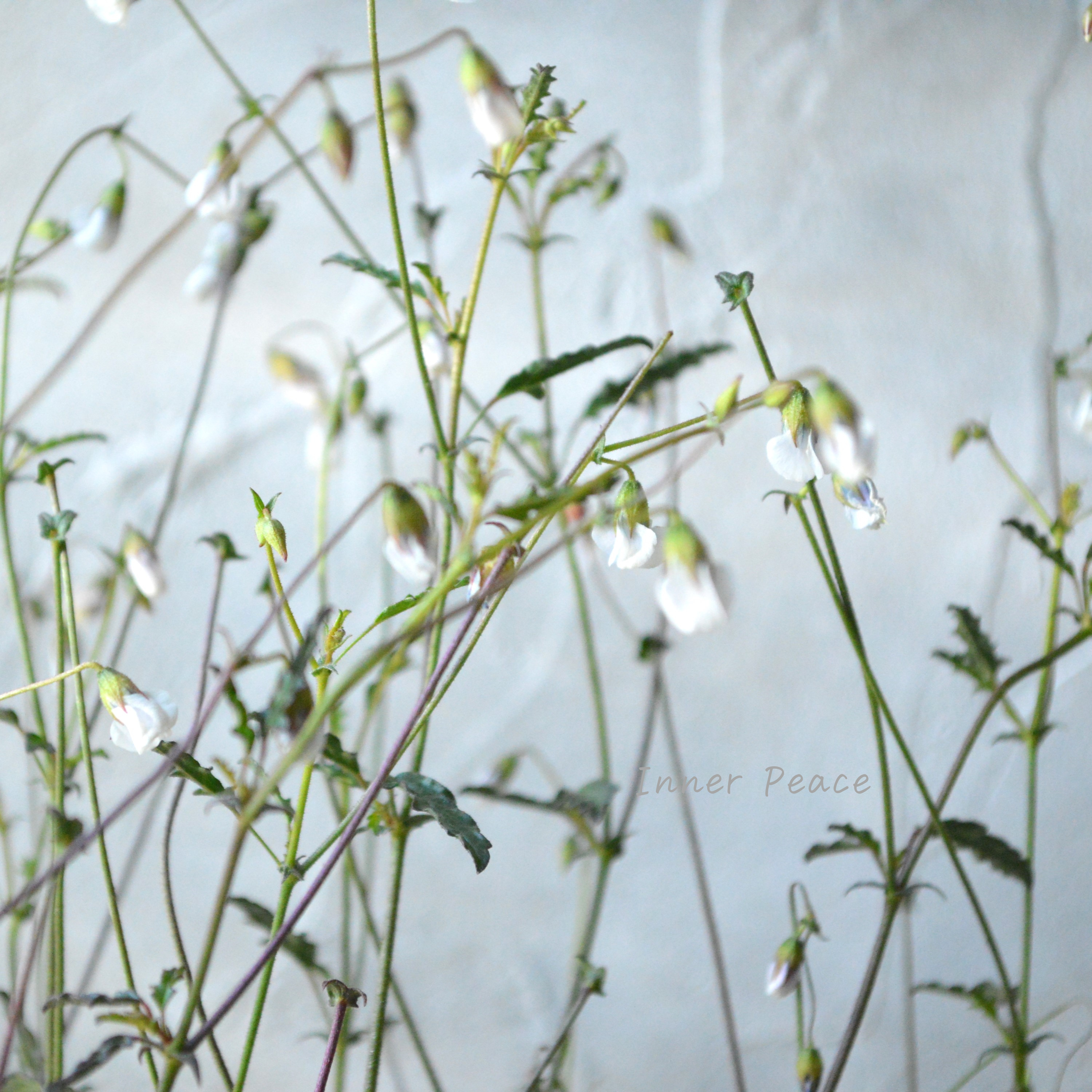 Sale! 【個性的】 ハーマニアコッコカーパ 3寸POT