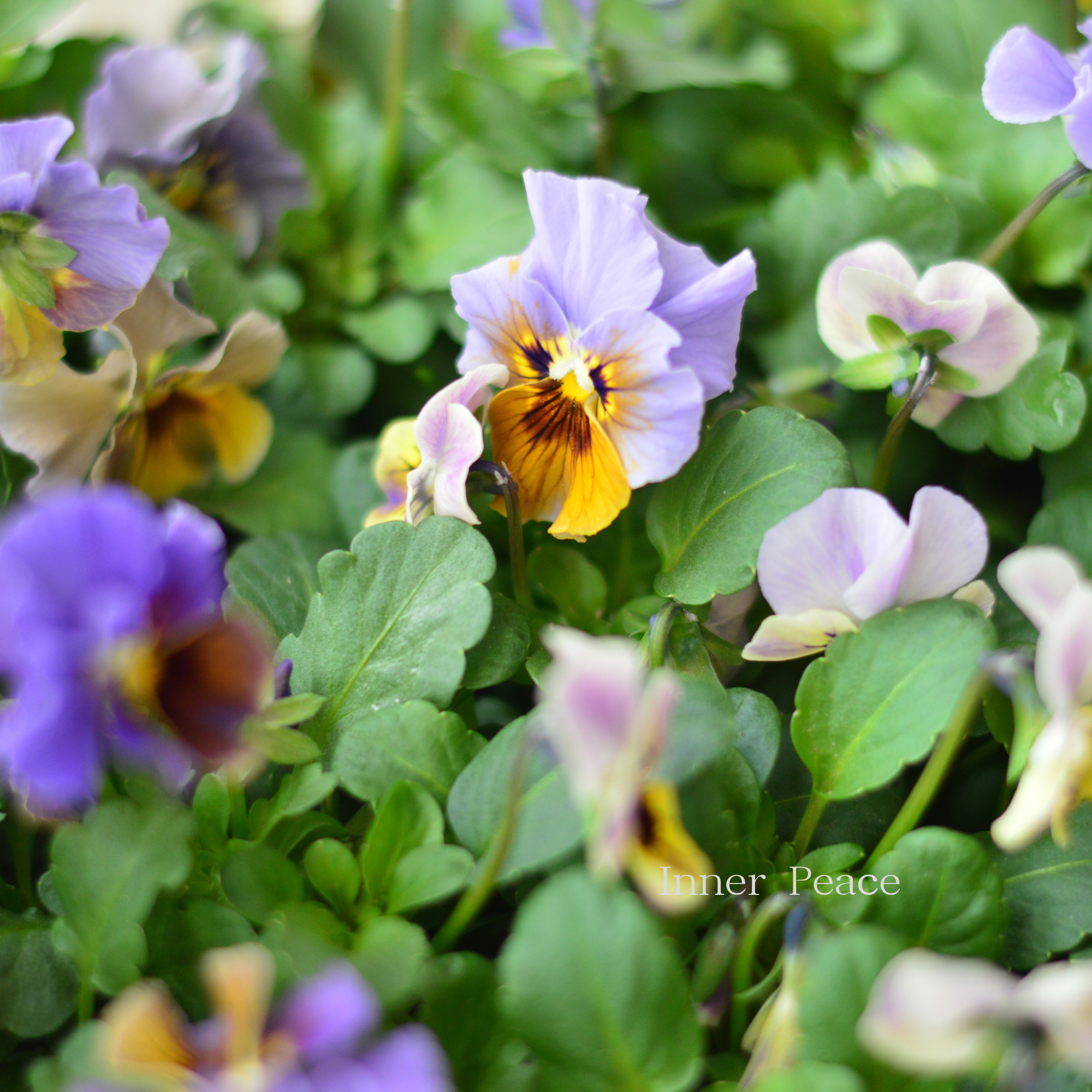 【tef*tef*さんオリジナルビオラ】 スモーキーヴェール・MIX 3.5寸POT