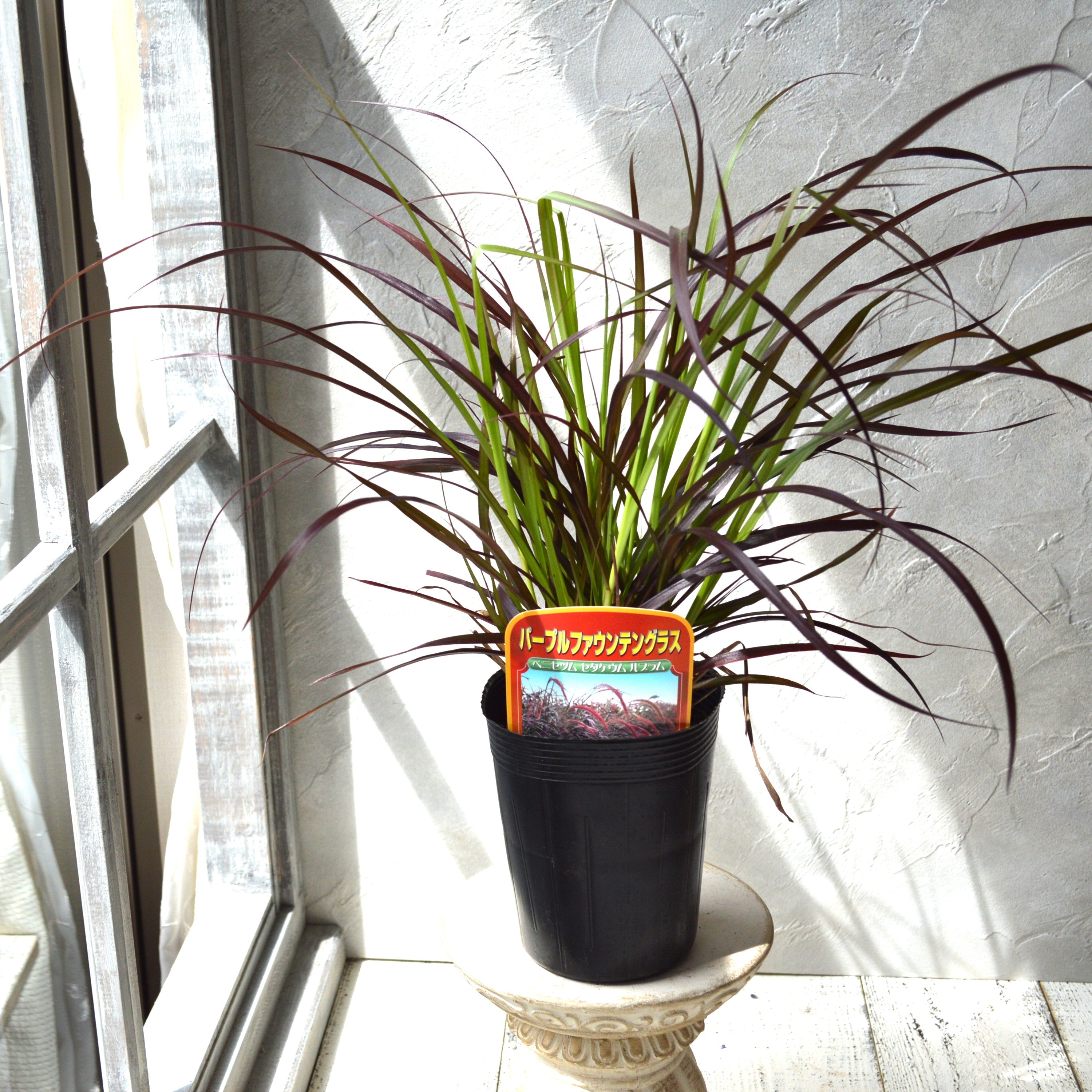 【かっこいい】 パープルファウンテングラス 3~3.5寸ロングPOT