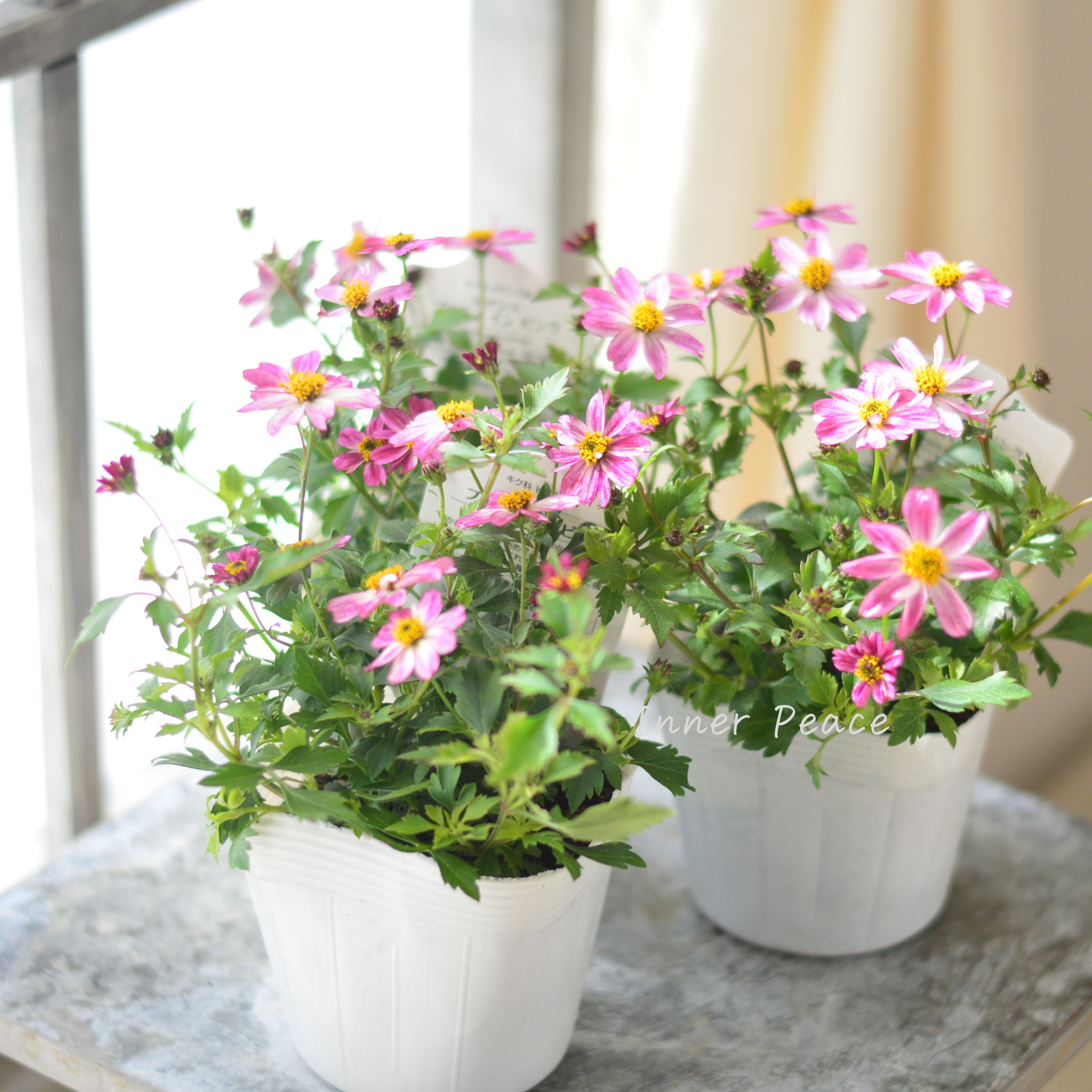 【かわいい】 ビデンス 『プリティ イン ピンク』 3.5寸POT