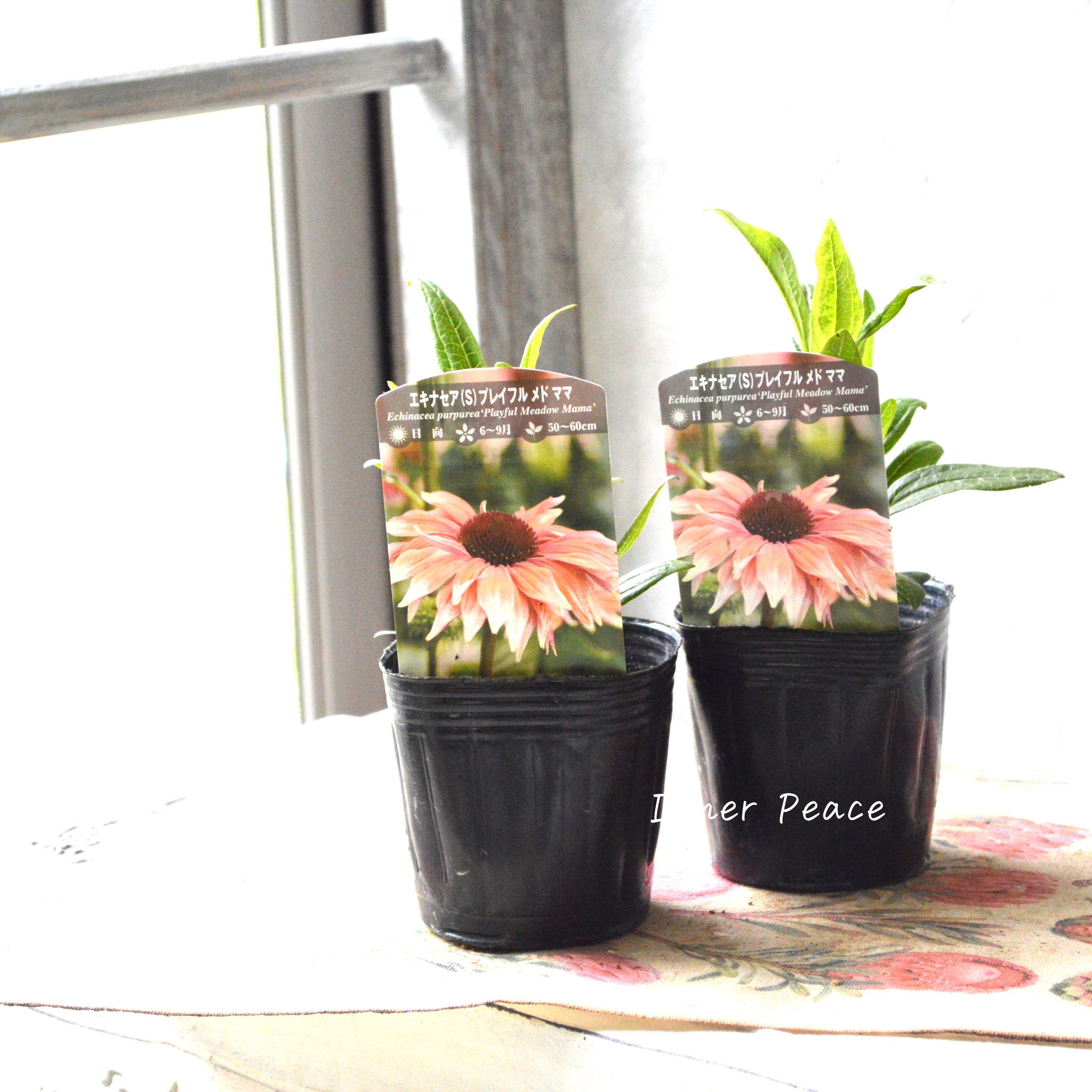 【暑さ寒さに強い】 エキナセア 『プレイフル メド ママ』植え込み用 3寸POT