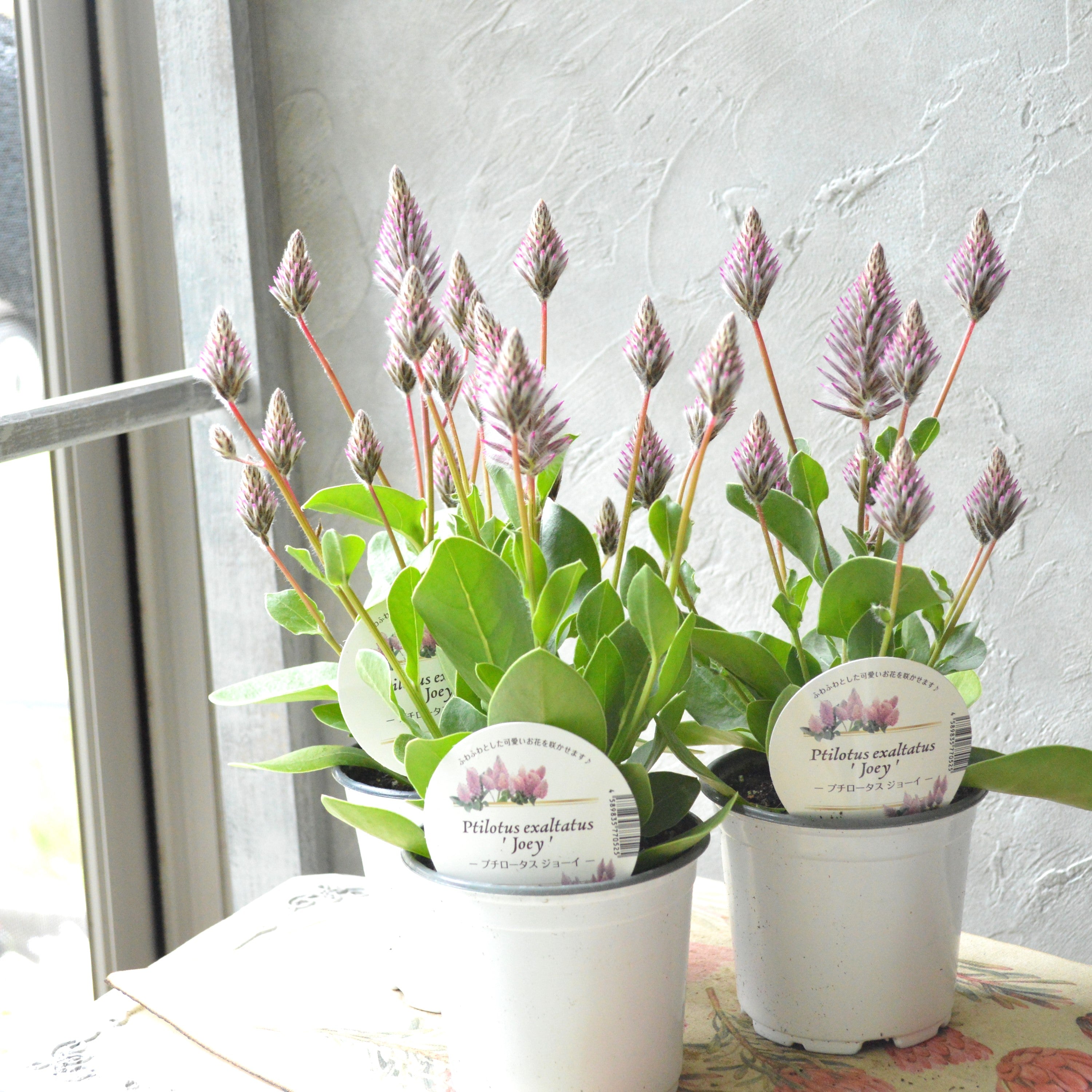 【個性的】 プティロータス 『エクサルタツス・ジョーイ』 3.5寸POT