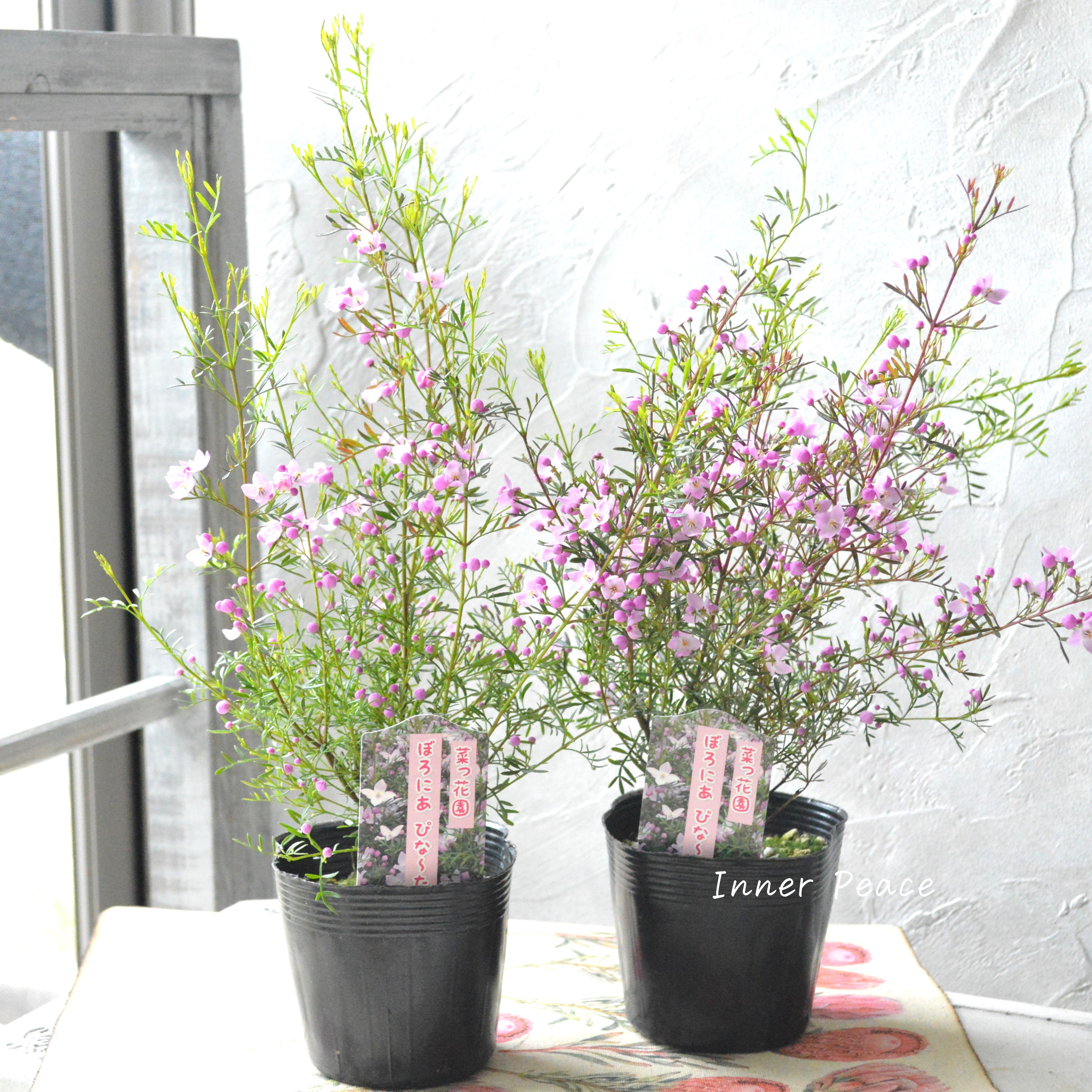 【かわいい】 ボロニア 『ピナータ』 3寸POT