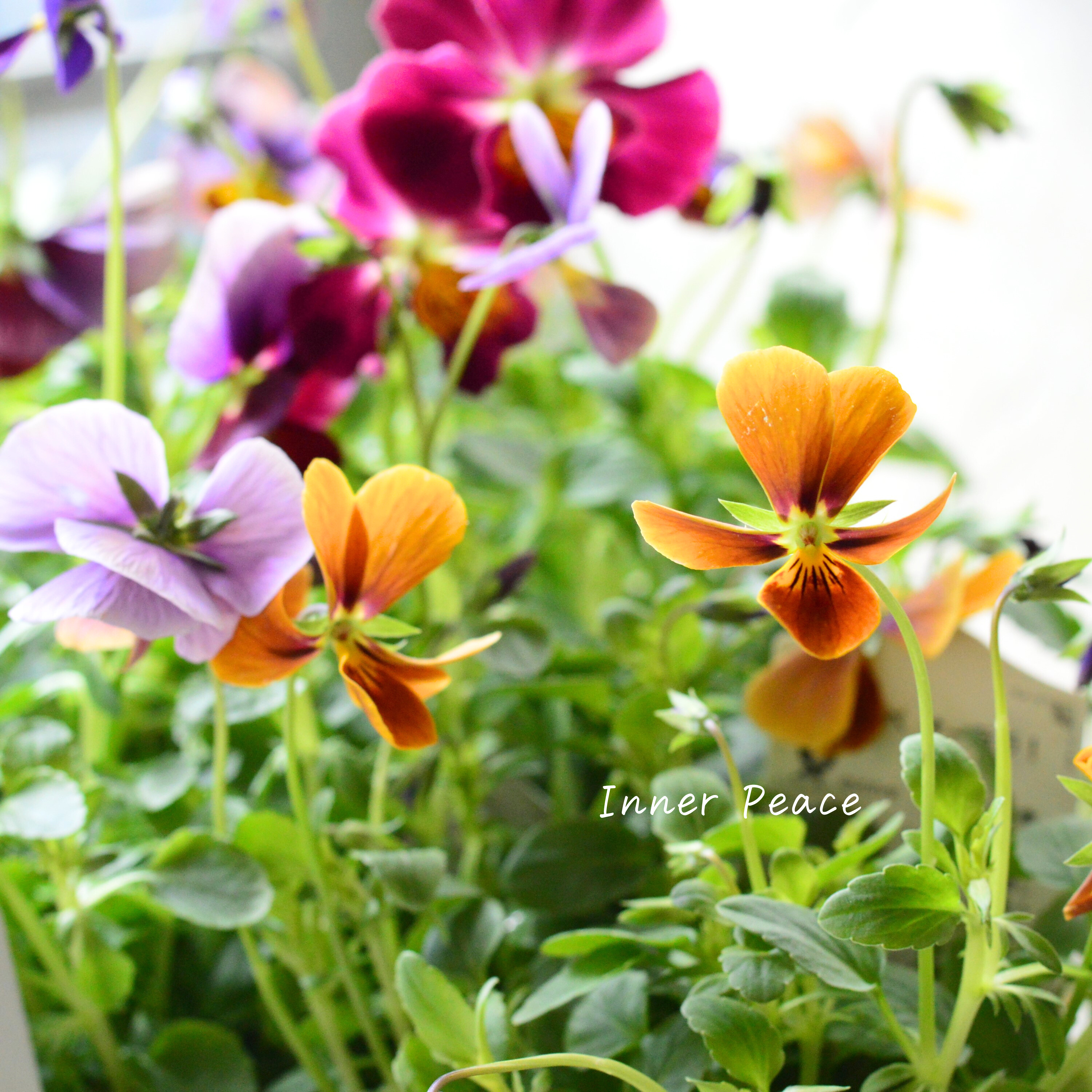 【美しい】 ビオラ 『evolve~エボルベ~・オーララ!』 3.5寸POT