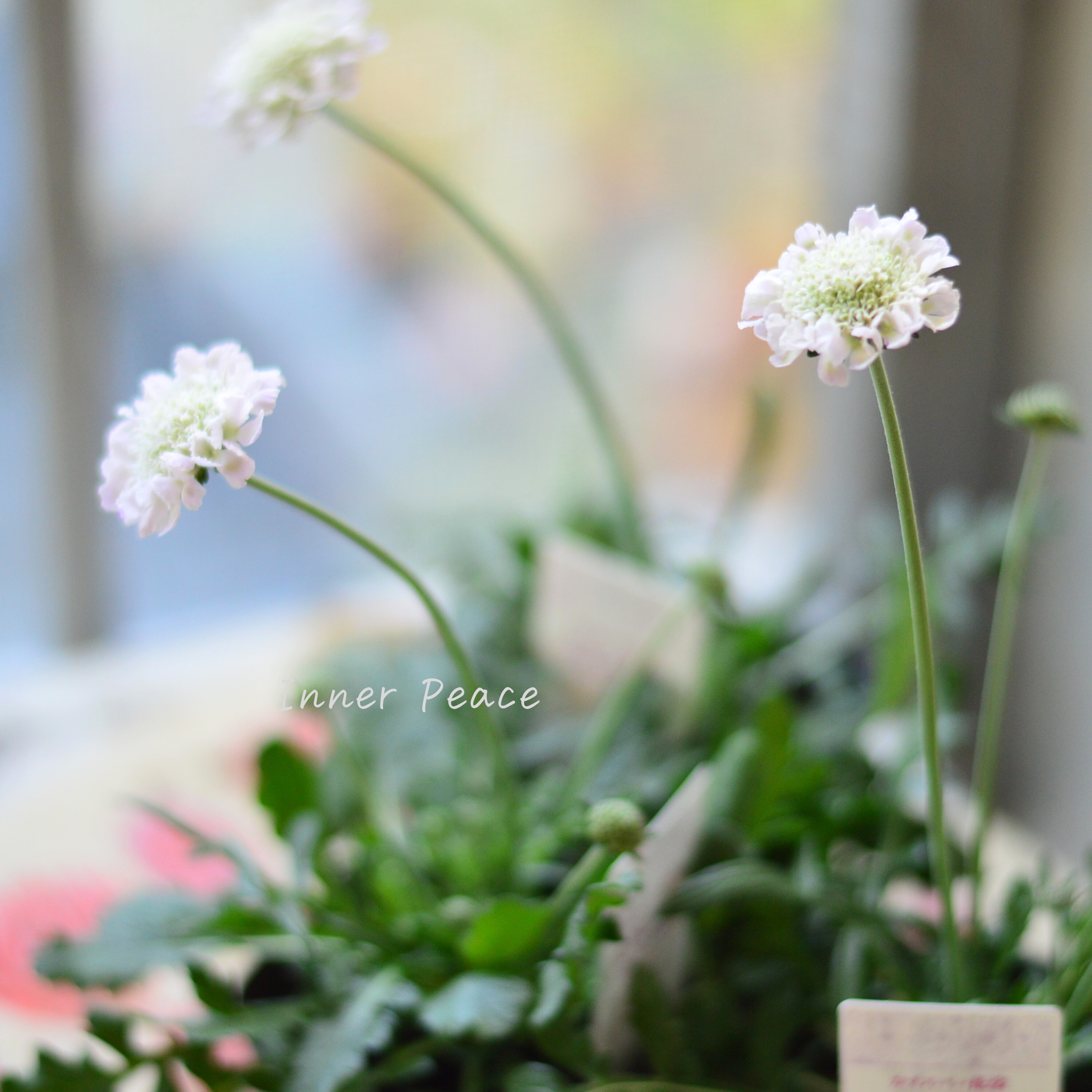 【美しい】 スカビオサ 『白ときどき桃』 3寸POT