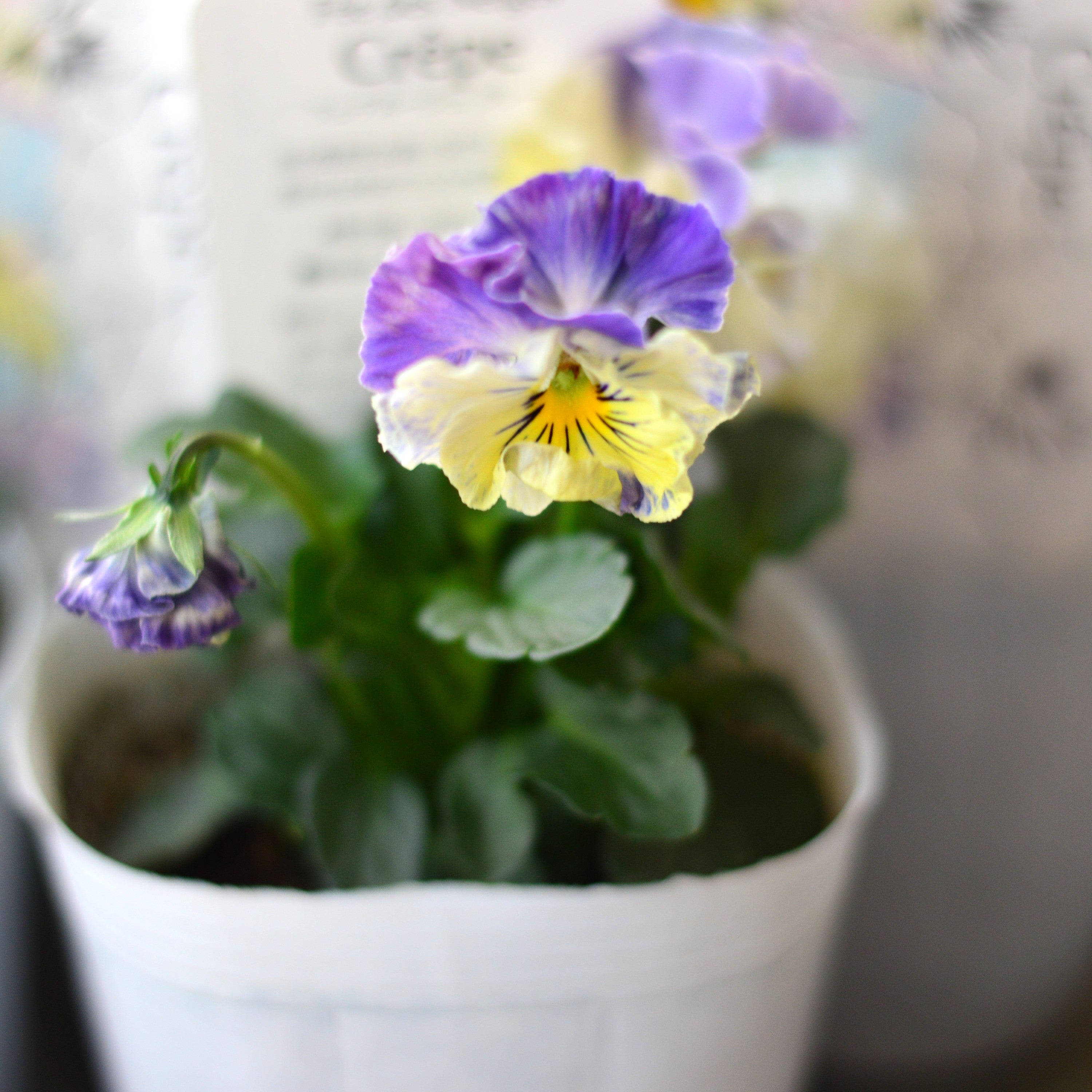 【美しい】 パンジー 『フェデネージュ・クレープ』 3.5寸POT
