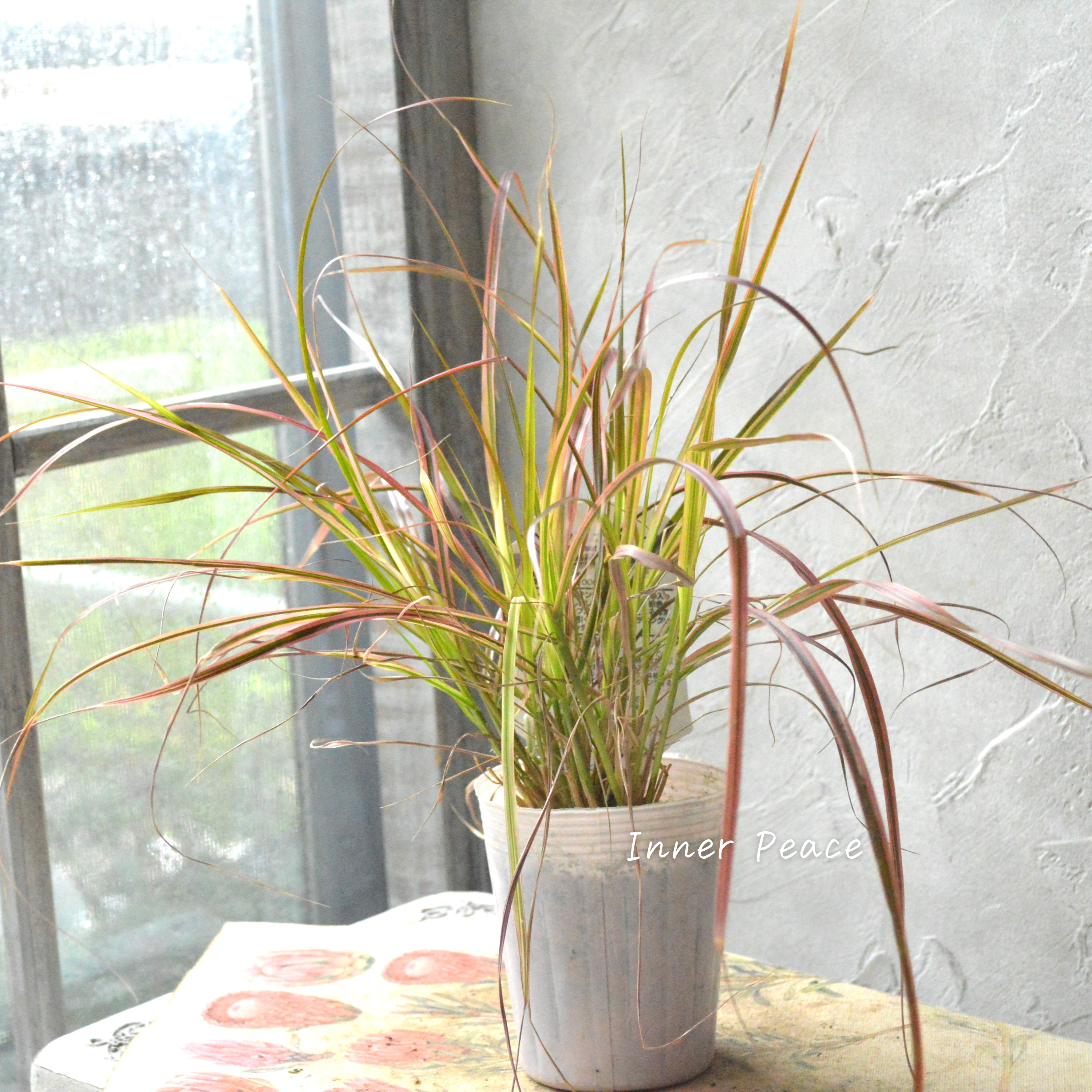 【美しい】ペニセタム 『ファイヤーワークス』 3寸ロングPOT