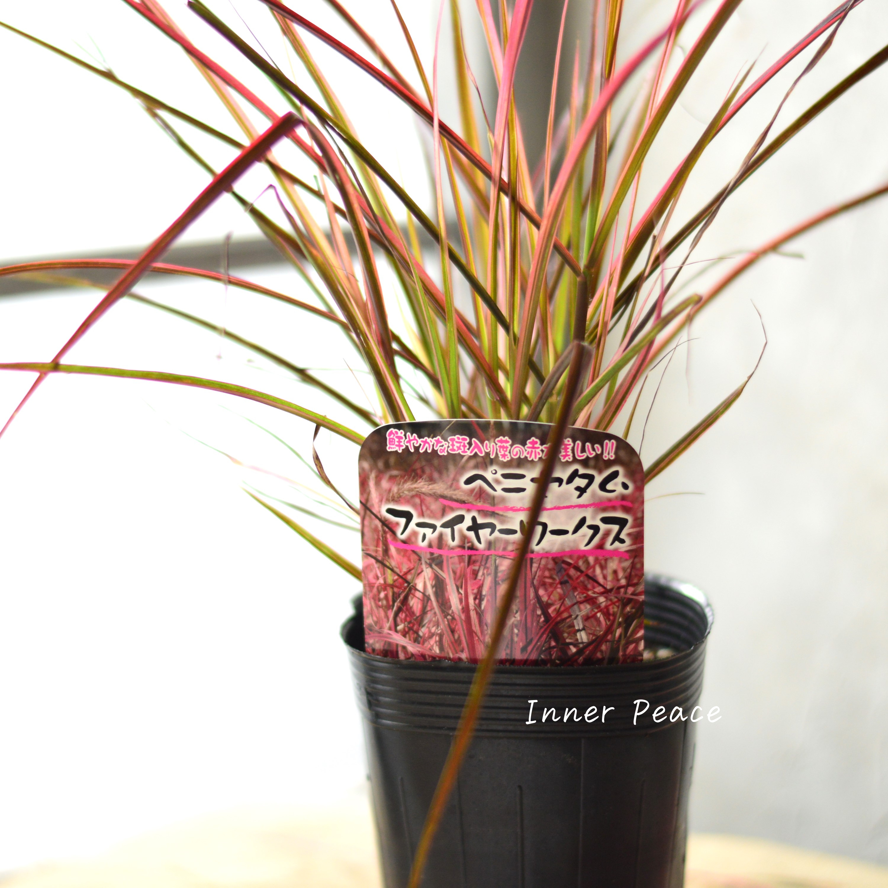 【美しい】ペニセタム 『ファイヤーワークス』 3寸ロングPOT