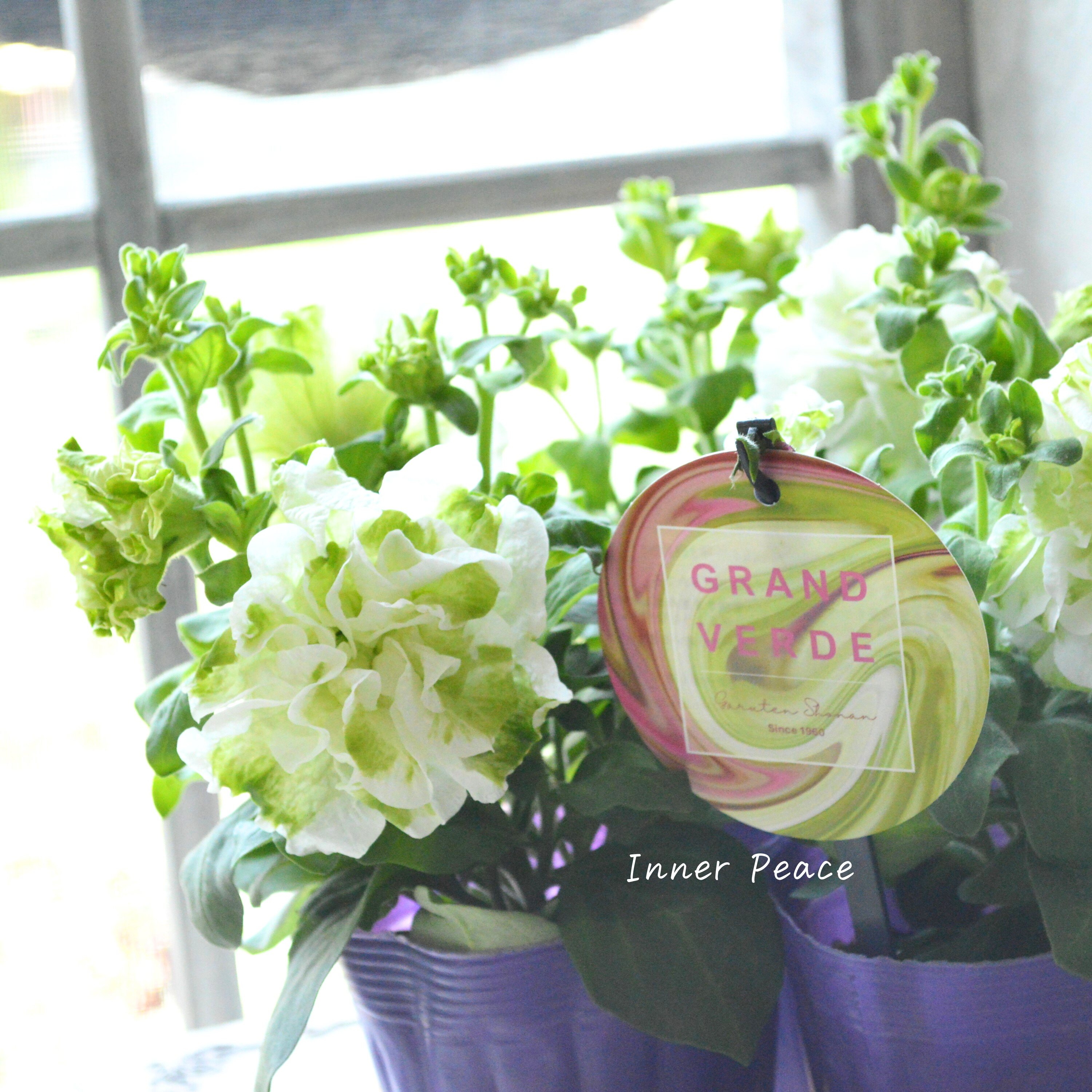 【ガルテン湘南さん】 ペチュニア 『湘南マルモ・ヴェルデ』 3.5寸POT