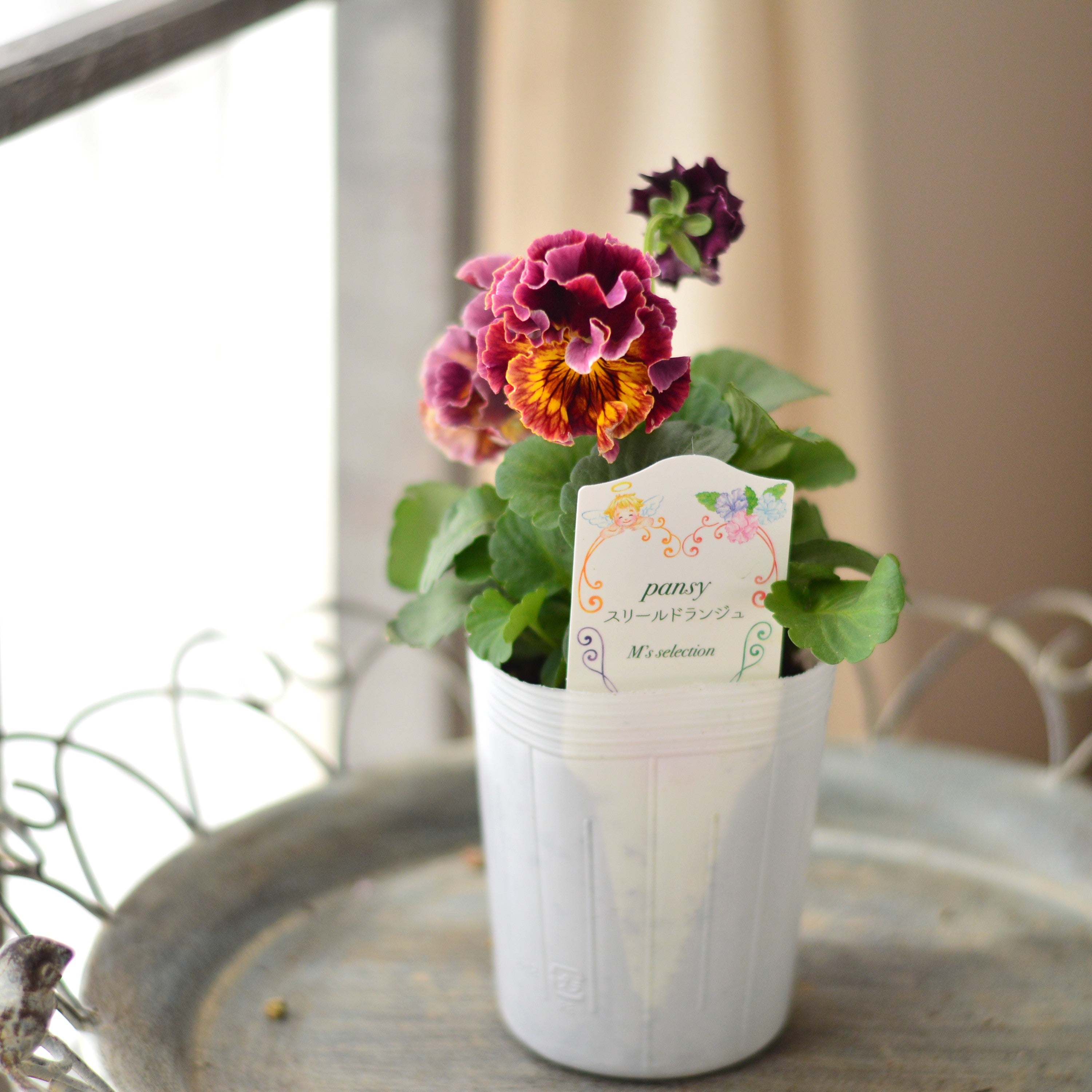 【松原園芸さん】 パンジー 『スリールドランジュ・レッド系』 3寸POT