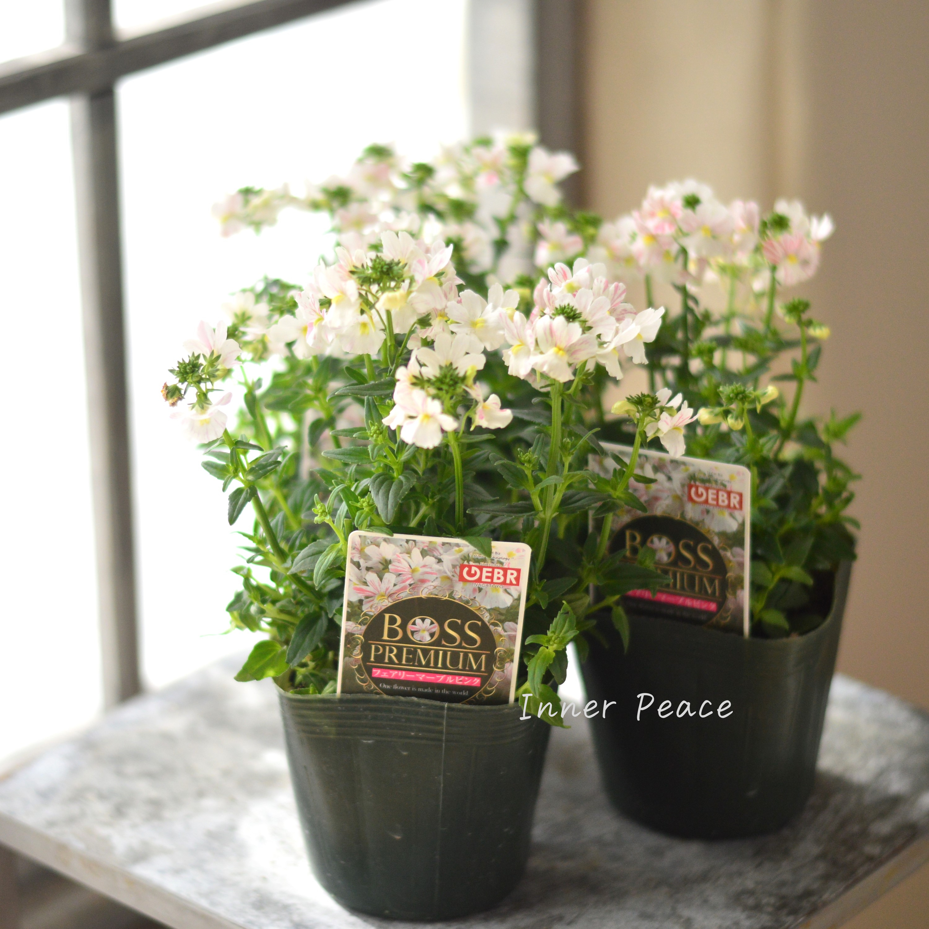 【ゲブラさん】 ネメシア 『フェアリーマーブルピンク』 3.5寸POT