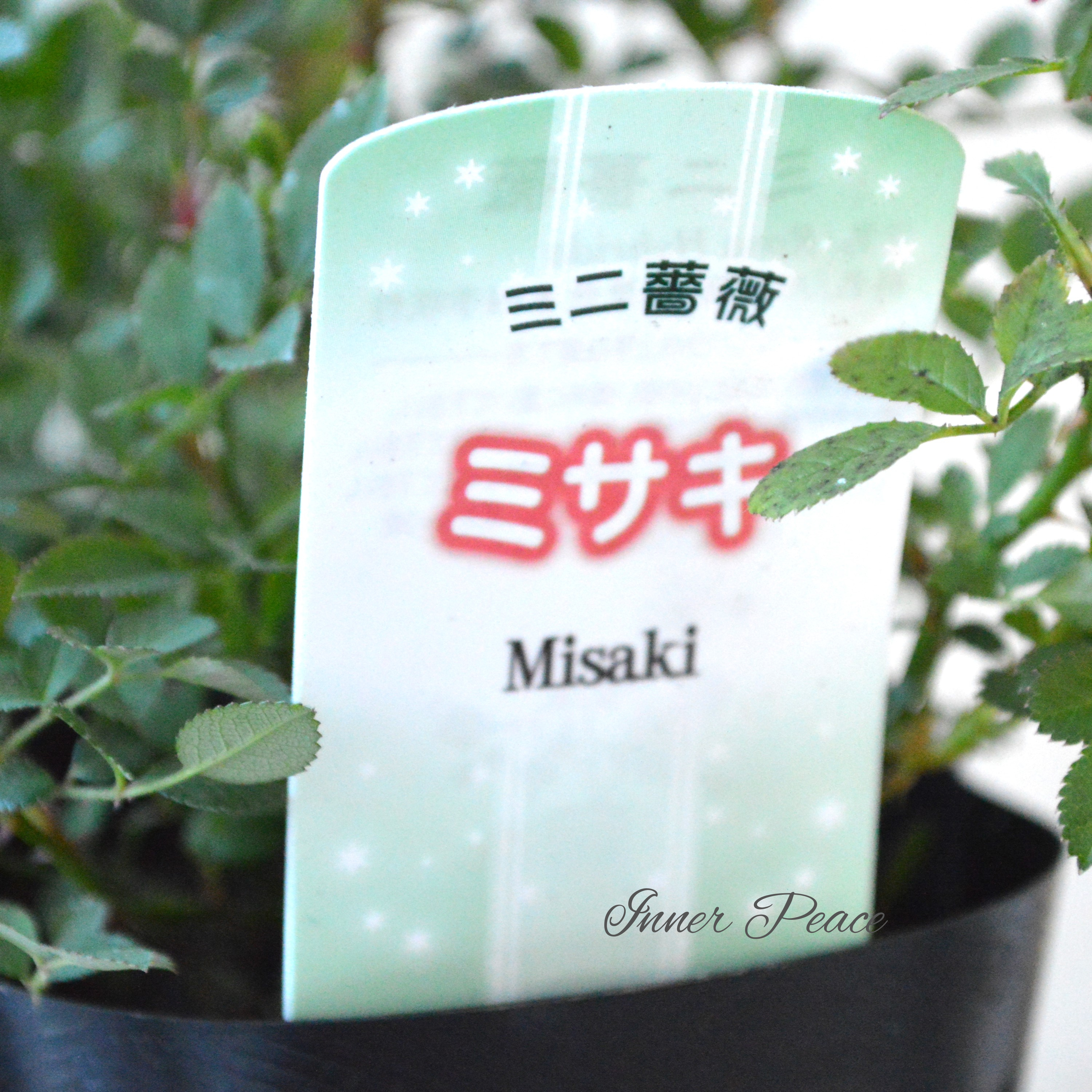 【分割できる】 ミニ薔薇 『ミサキ』(カスミソウ咲き) 3寸POT