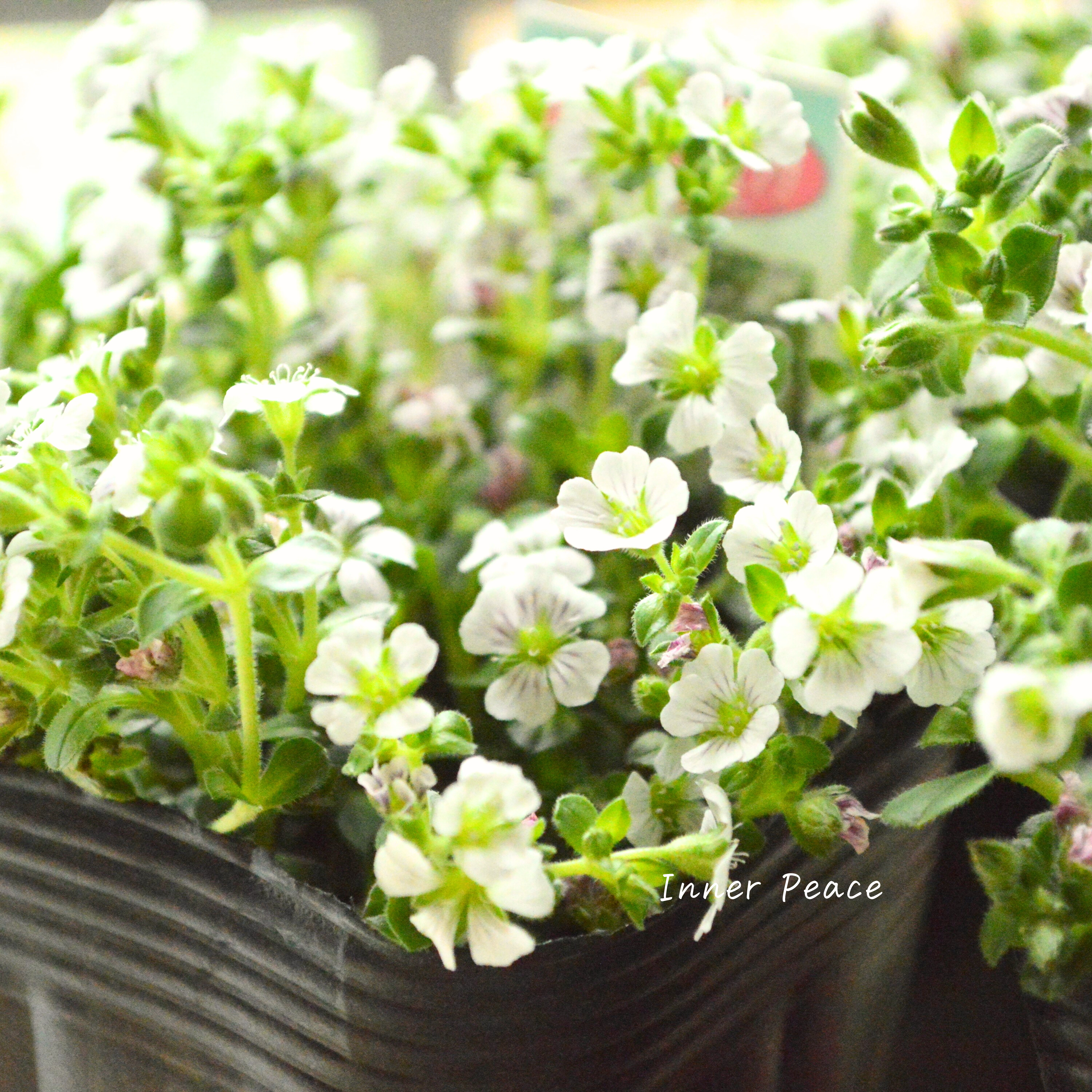 【かわいい】 カーペットカスミソウ(オノエマンテマ) 3.5寸POT