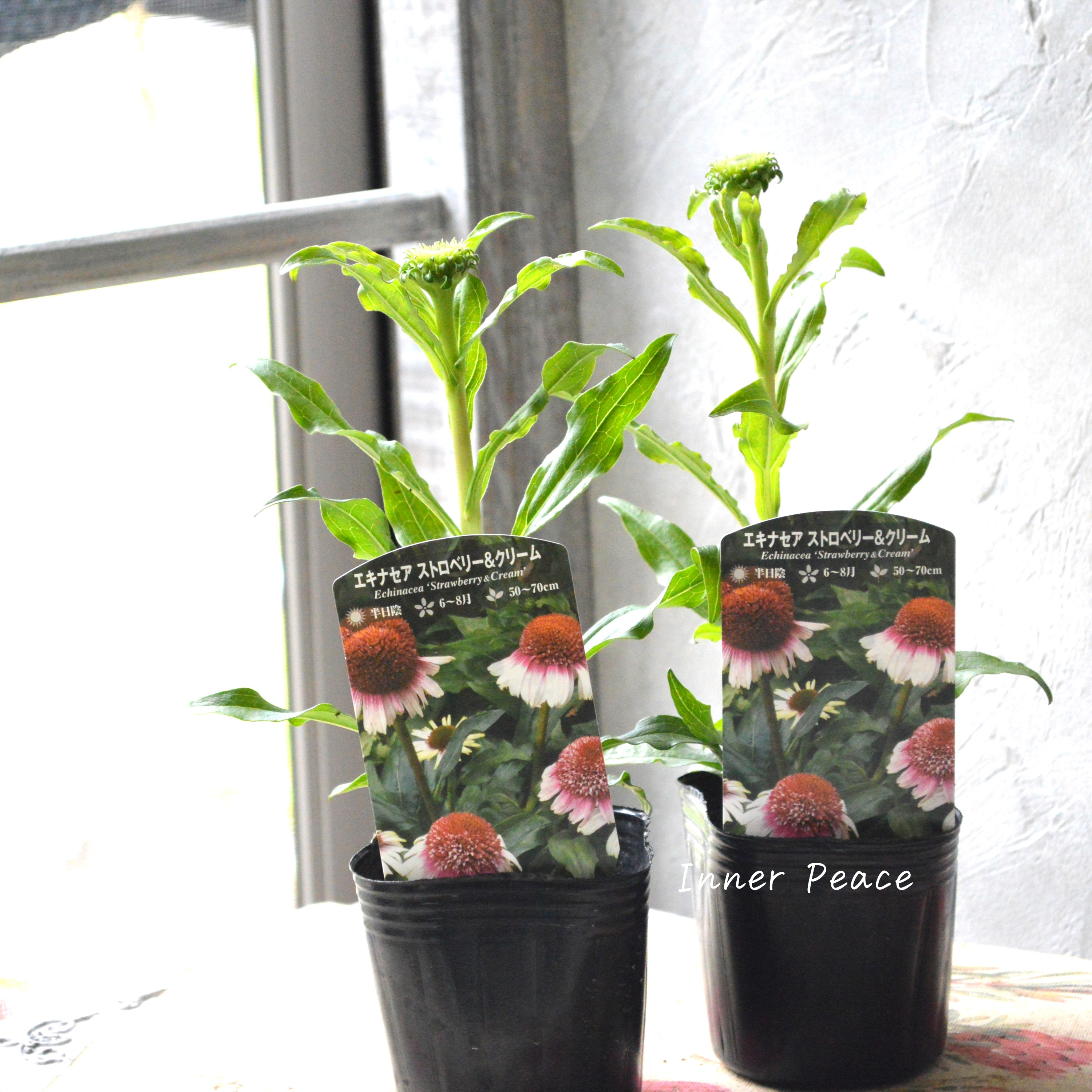 【暑さ寒さに強い】 エキナセア 『ストロベリー&クリーム』植え込み用 3寸POT