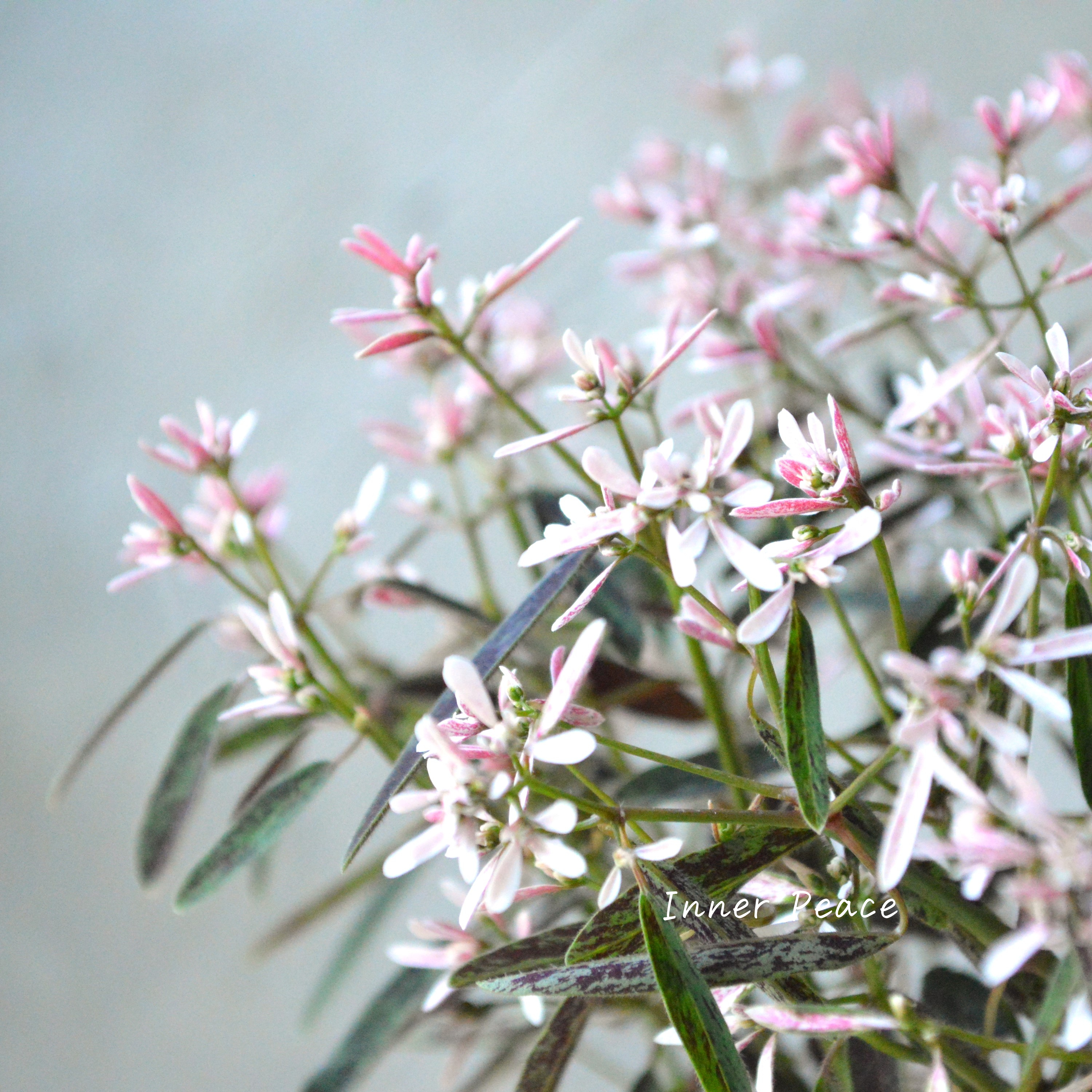 【暑さに強い】 ユーフォルビア 『スターブラスト』 3.5寸POT