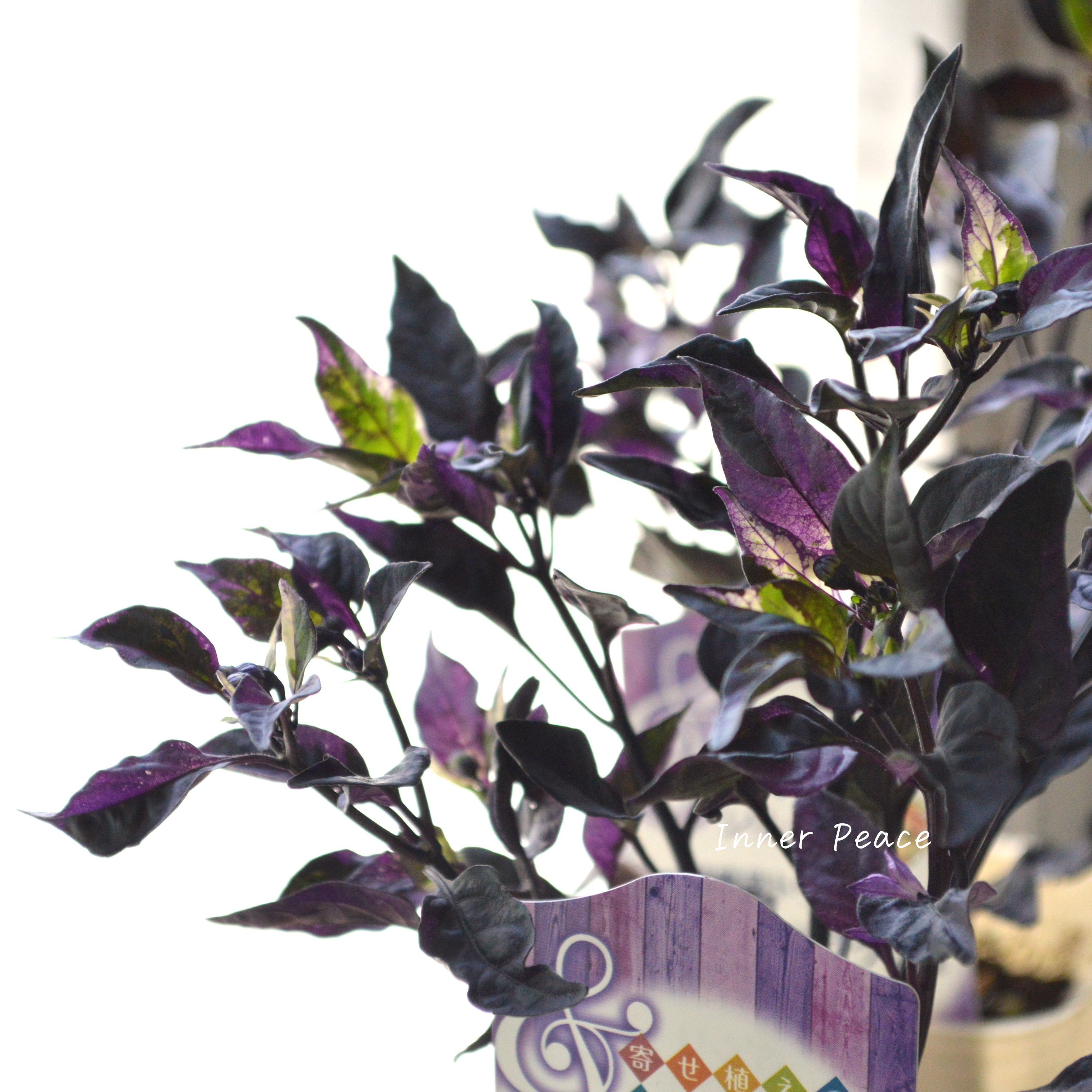 【暑さに強い】 トウガラシ 『パープルフラッシュ』 2.5~3寸POT