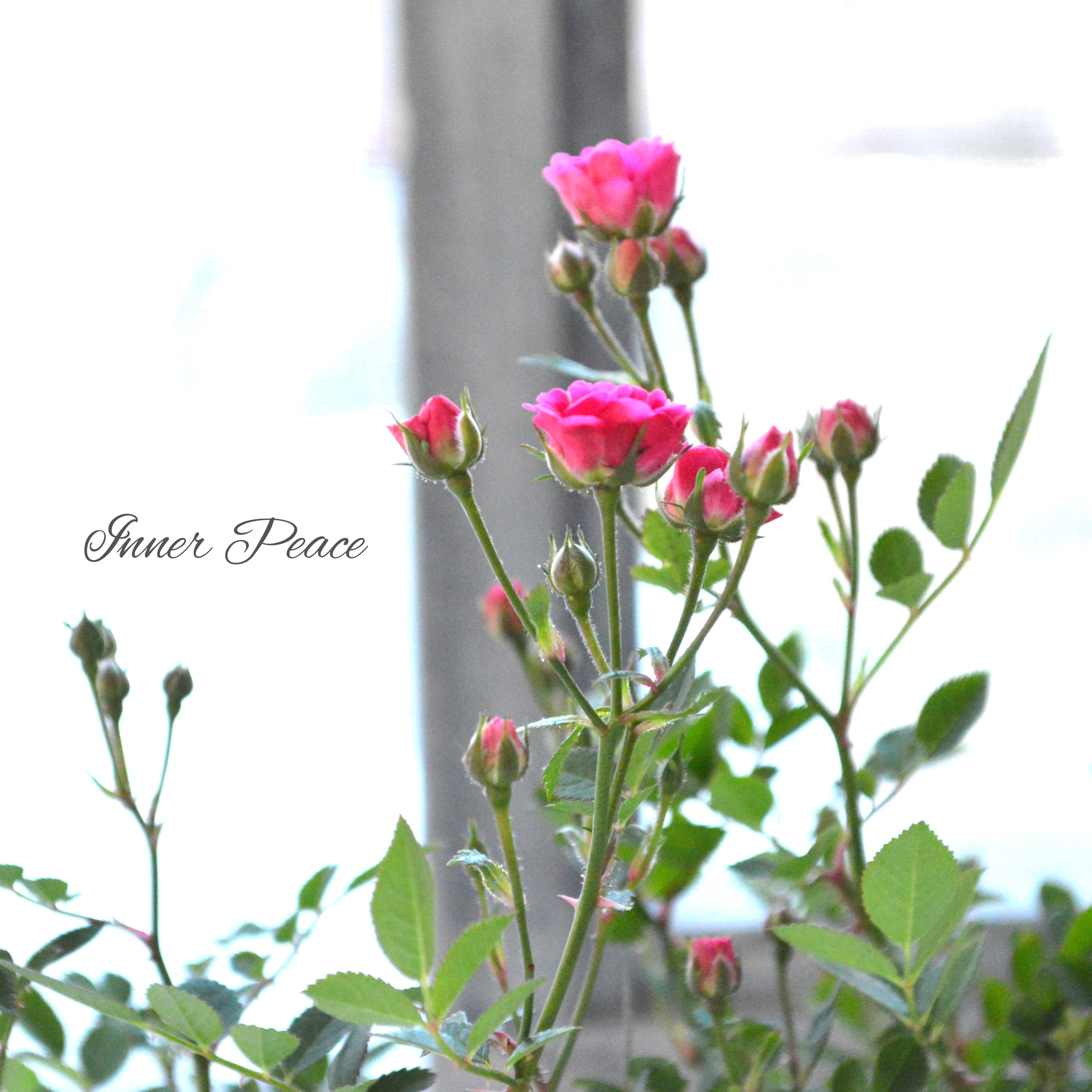 【分割できる】 ミニ薔薇 『ミサキ』(カスミソウ咲き) 3寸POT
