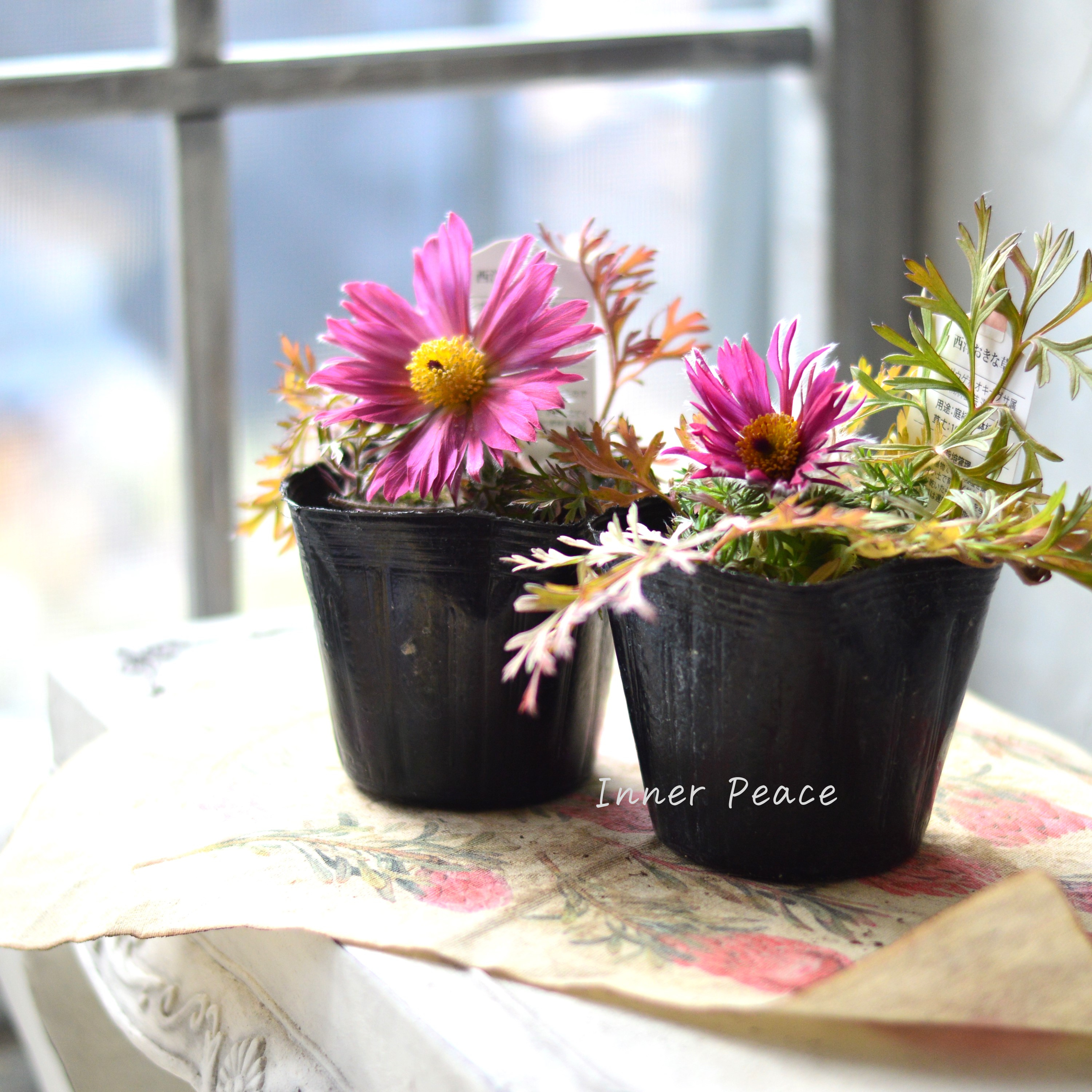 【美しい】 西洋オキナグサ 『プルサティラ ブルガリス・濃いピンク』 3.5寸POT